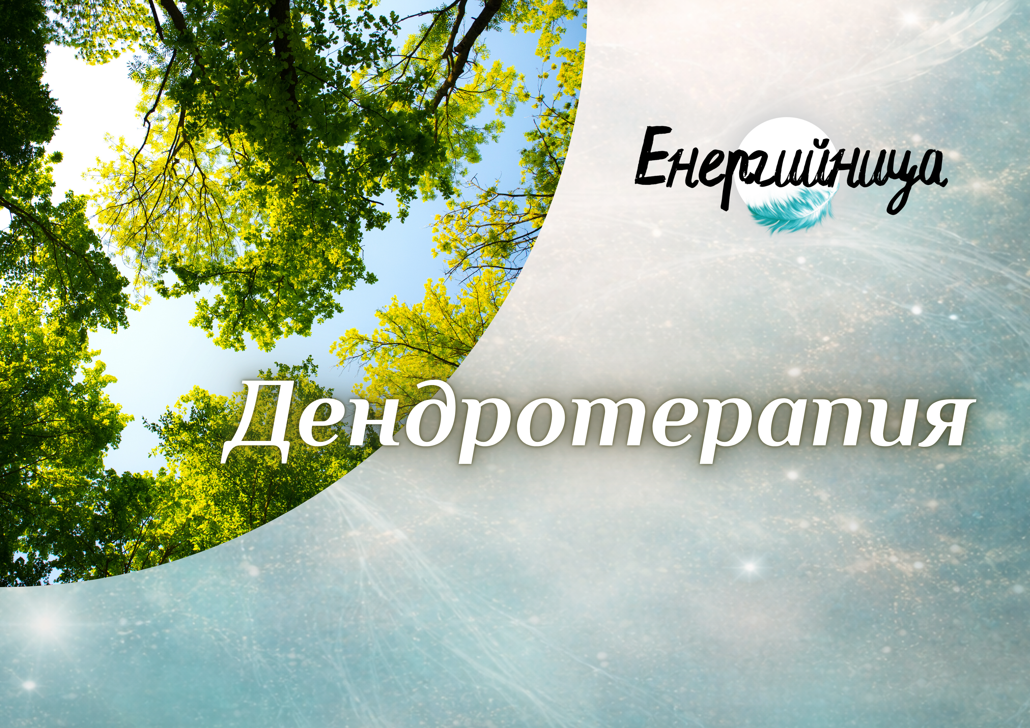 Дендротерапия | Как да се лекуваме чрез дърветата