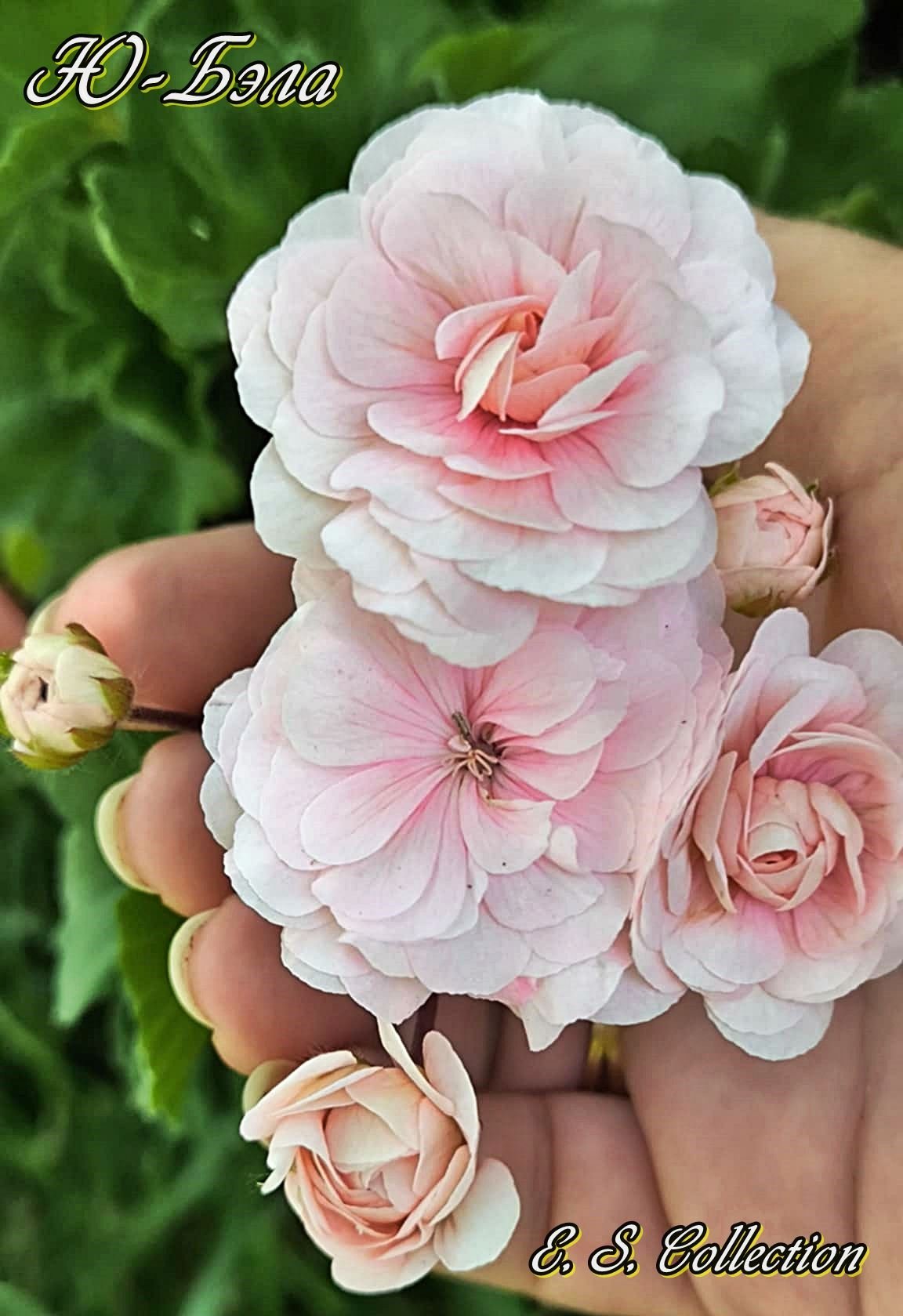 Сортово мушкато, пеларгония Ю-Бэла