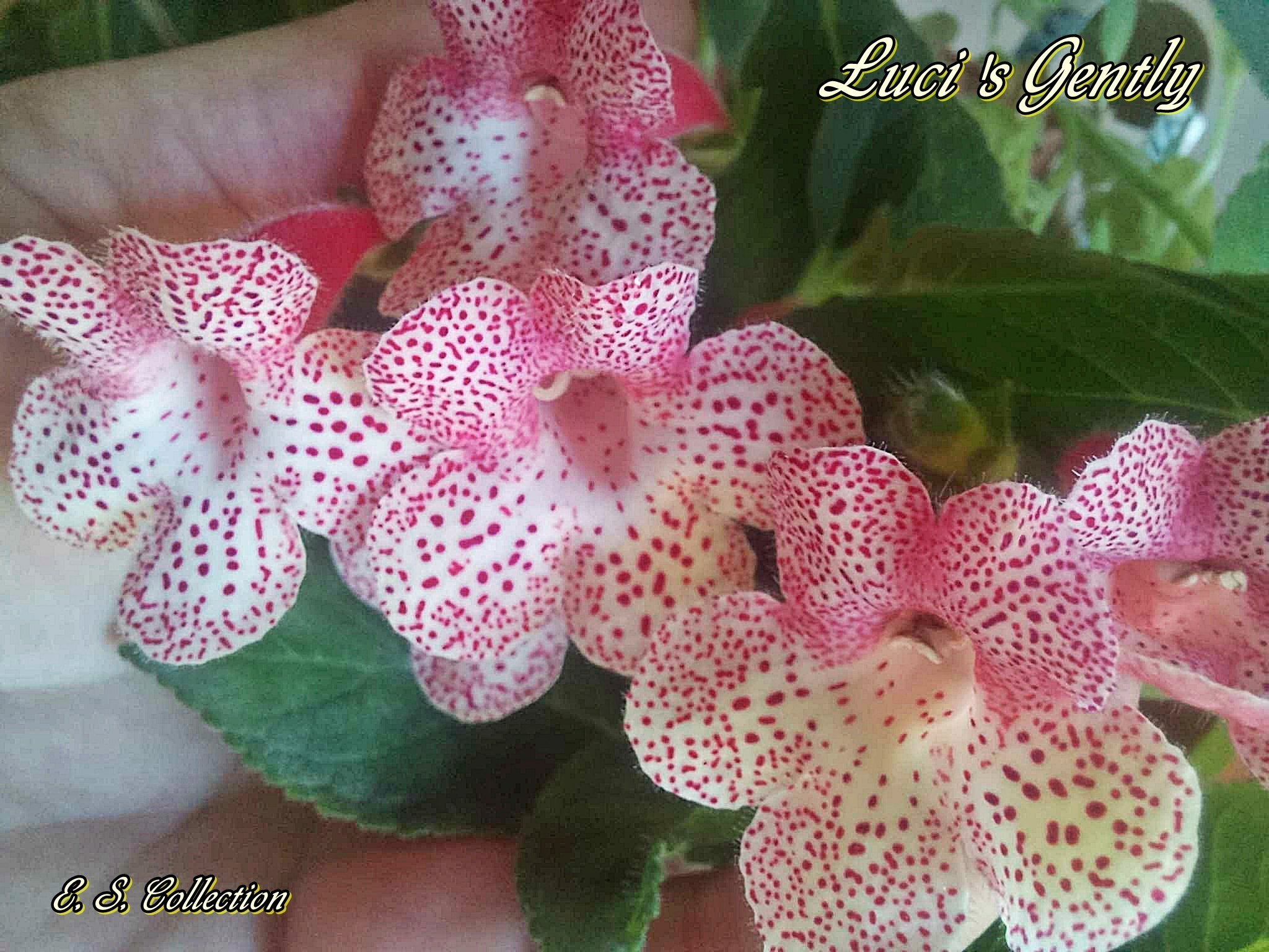 Колерия (kohleria) Luci's Gently