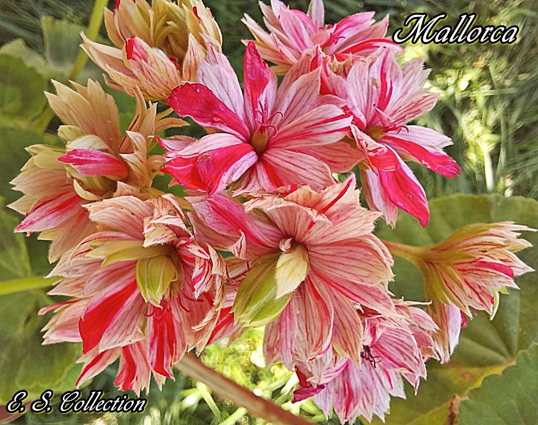 Сортово мушкато Mallorka