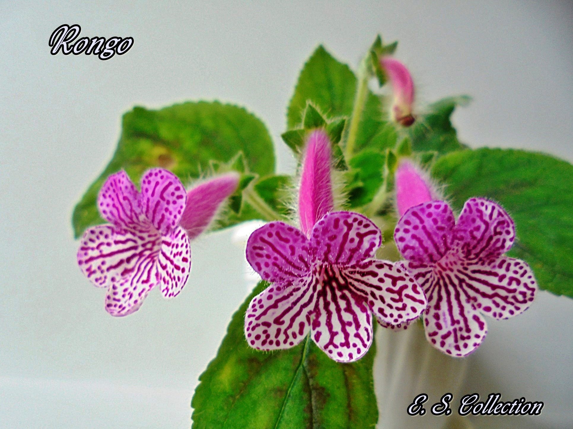 Колерия (Kohleria) Rongo
