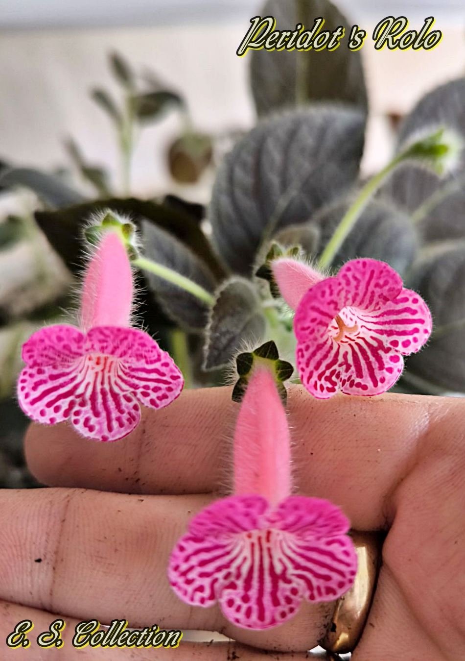 Колерия (Kohleria) Peridot's Rolo