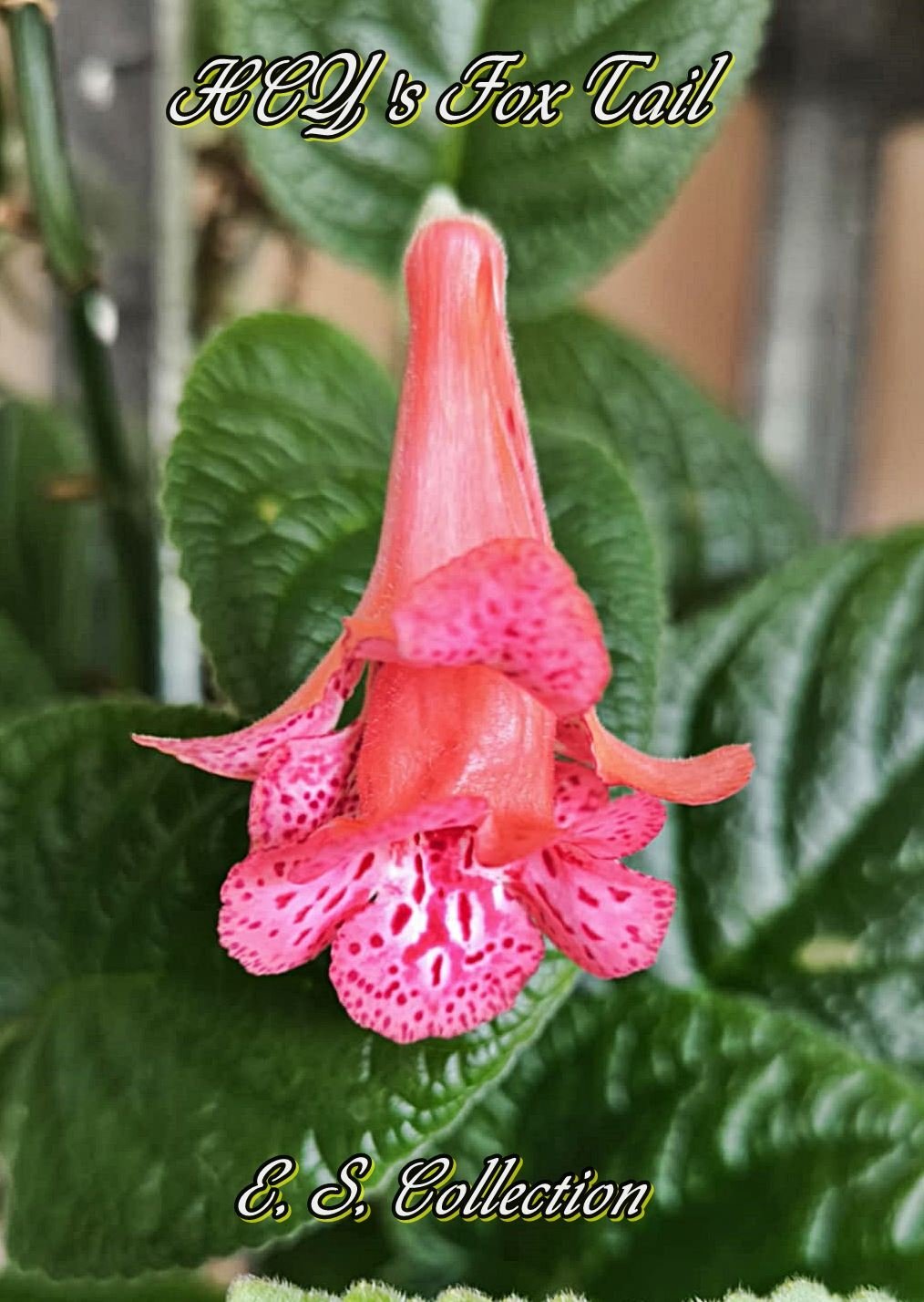 Синингия (sinningia) HCY's Fox Tail