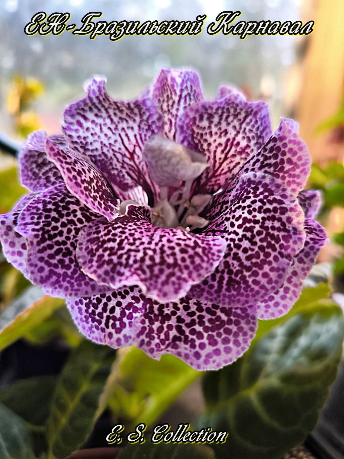 Глоксиния (Gloxinia) ЕН-Бразильский Карнавал