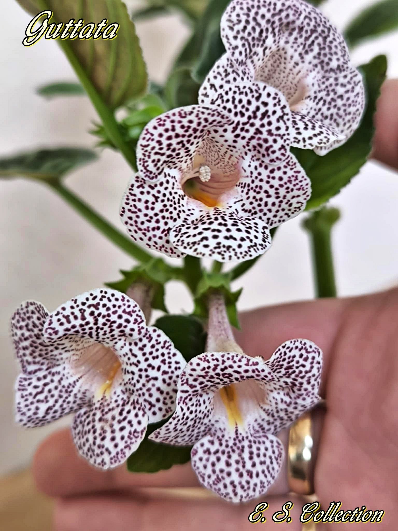 Синингия (sinningia) Guttata