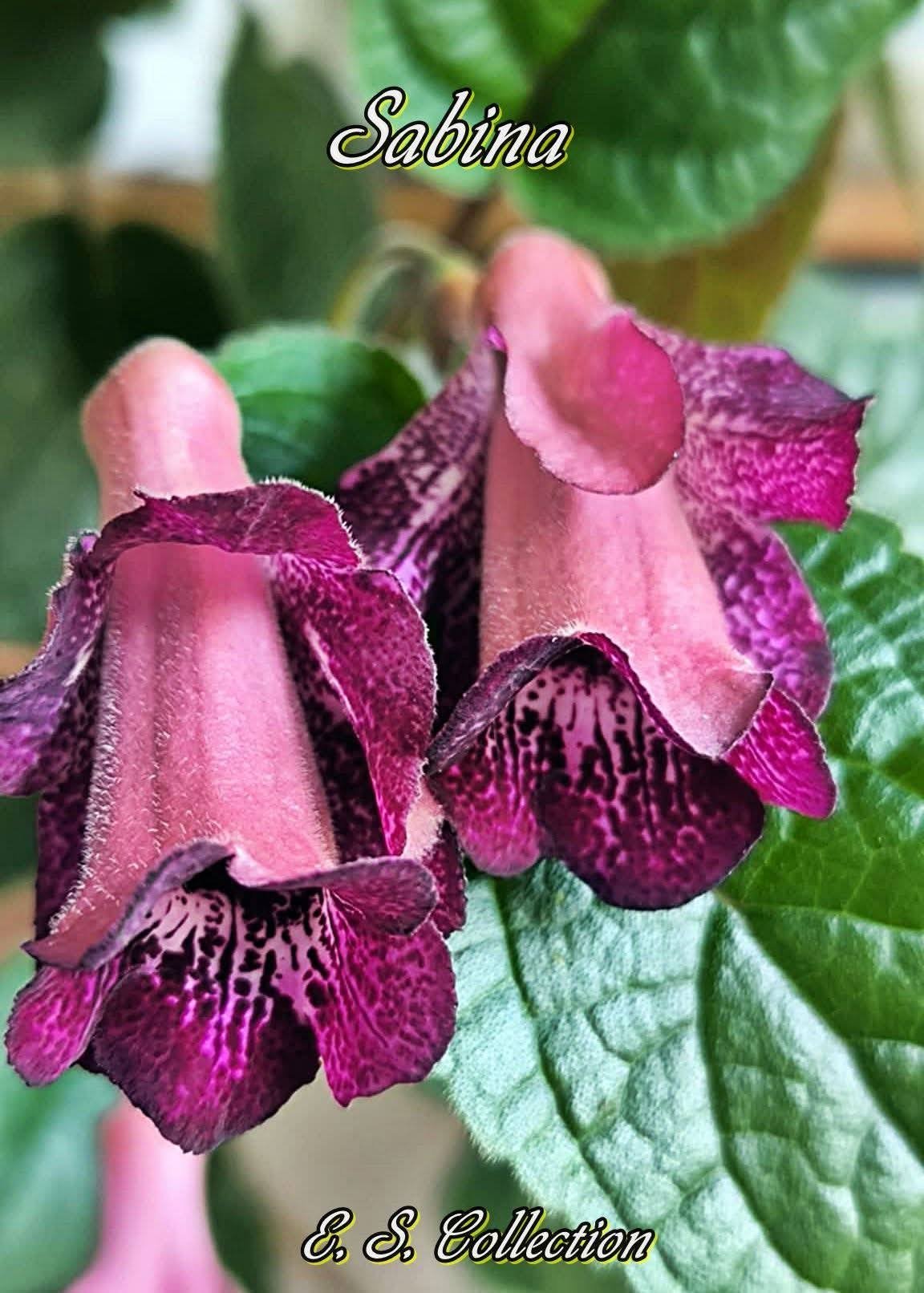 Синингия (sinningia) Sabina