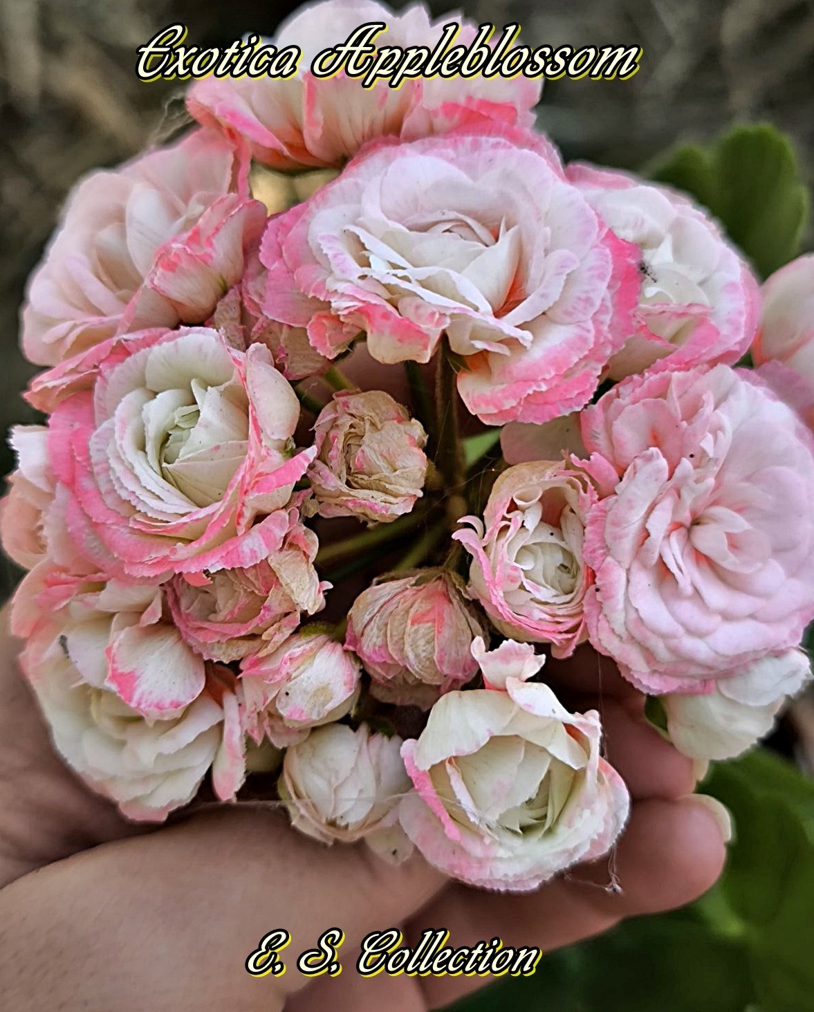 Сортово мушкато, пеларгония (pelargonium) Exotica Appleblossom 