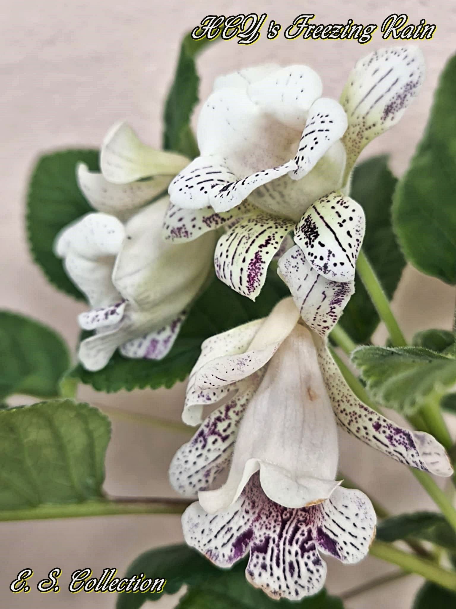 Синингия (sinningia) HCY's Freezing Rain