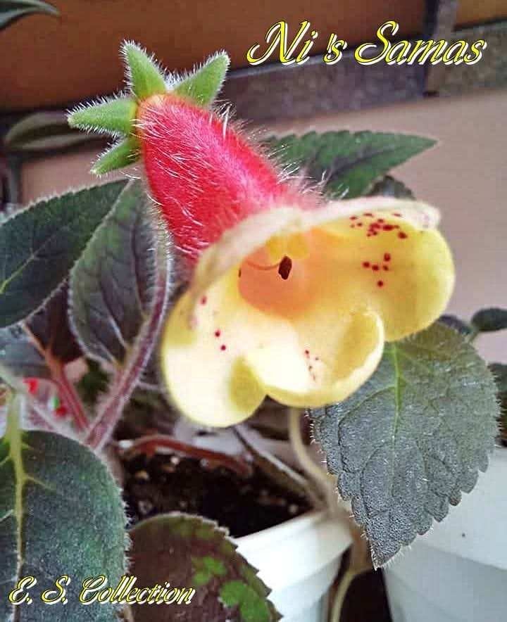Колерия (kohleria) Ni's Samas