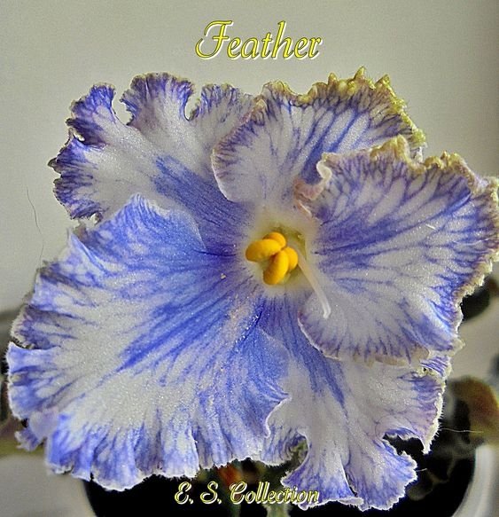 Сентполия Feather