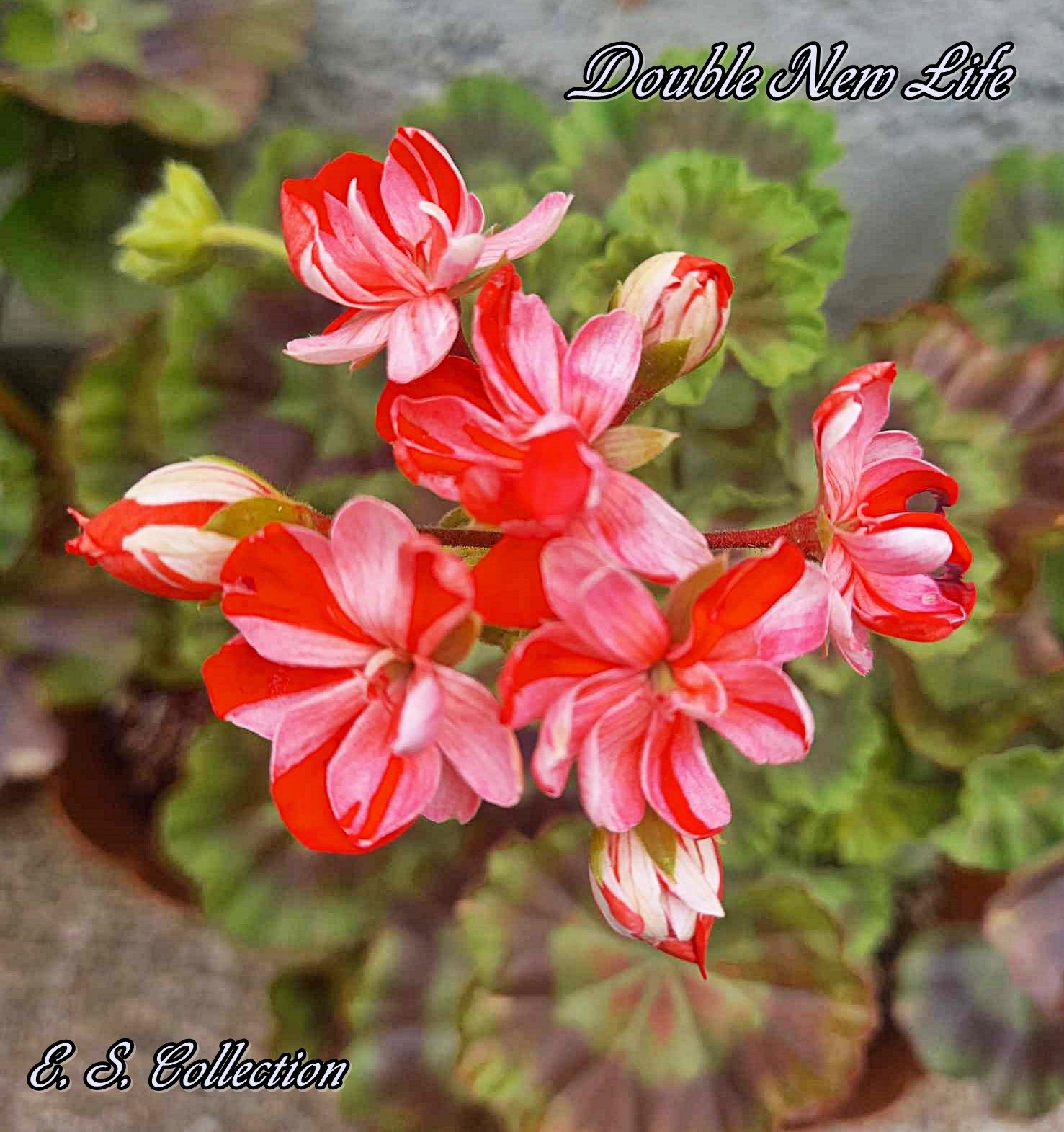 пеларгония Double New Life