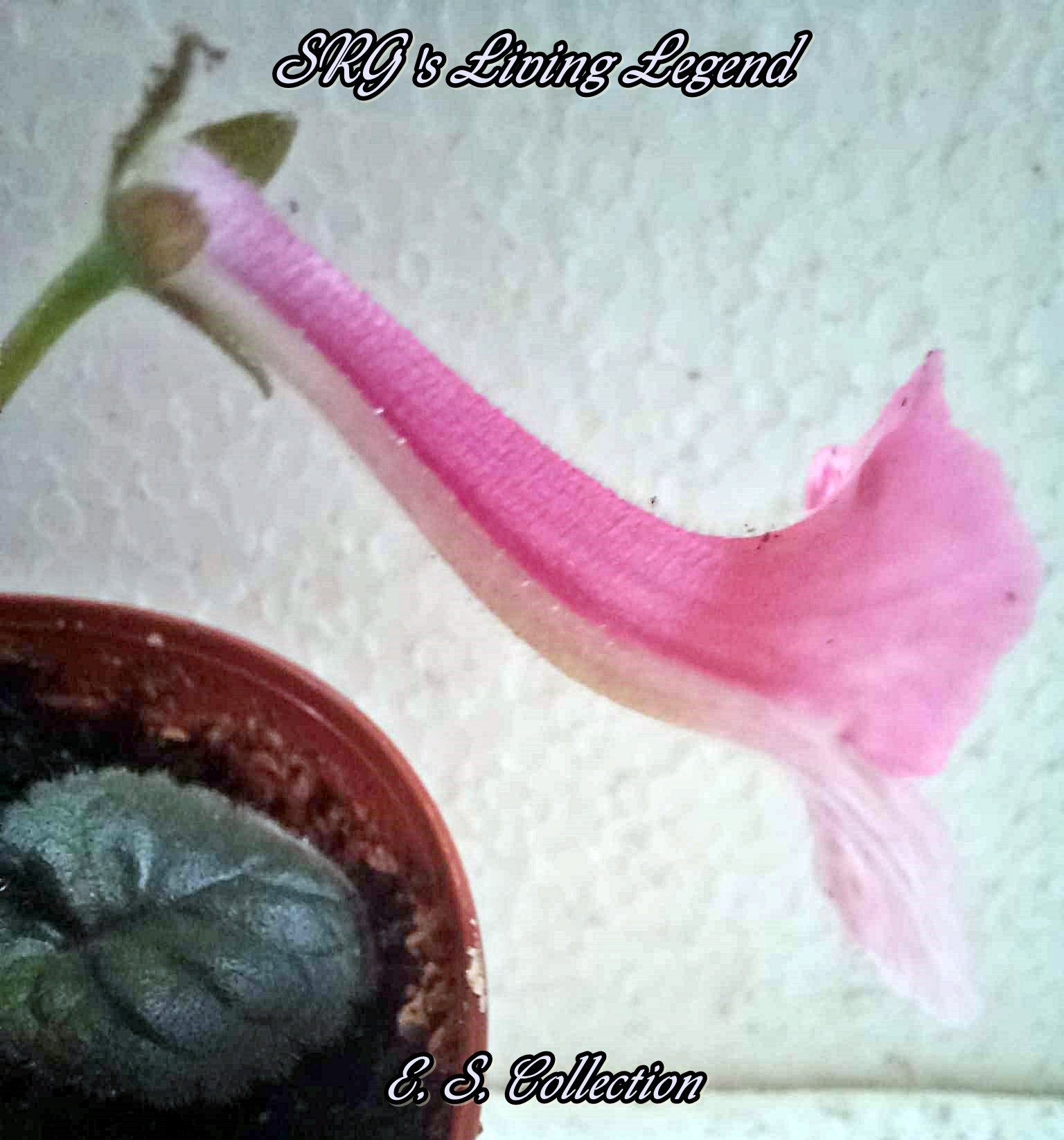 Мини синингия (mini sinningia) SRG's Living Legend