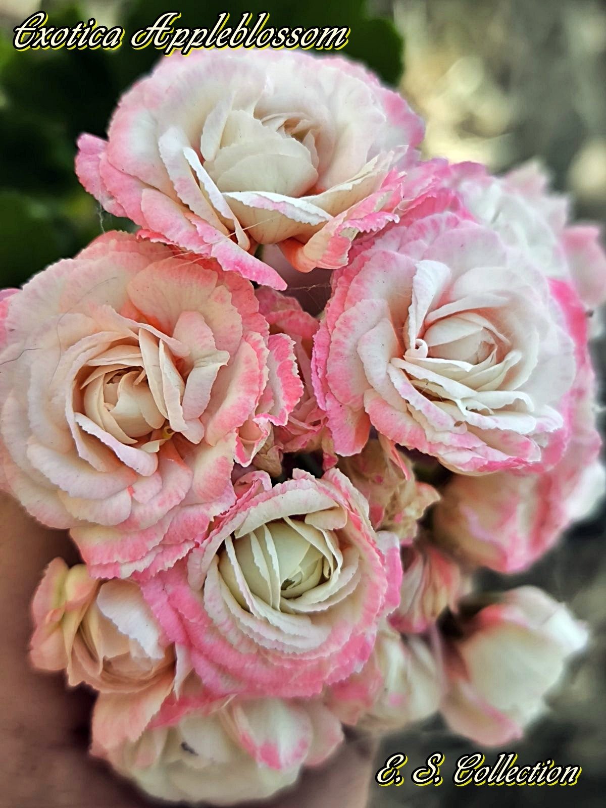 Сортово мушкато, пеларгония (pelargonium) Exotica Appleblossom 