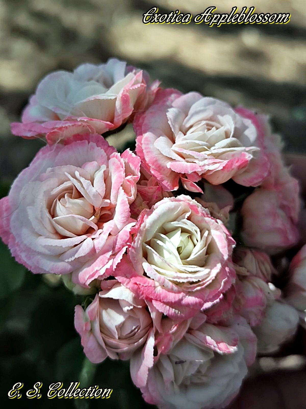 Сортово мушкато, пеларгония (pelargonium) Exotica Appleblossom 