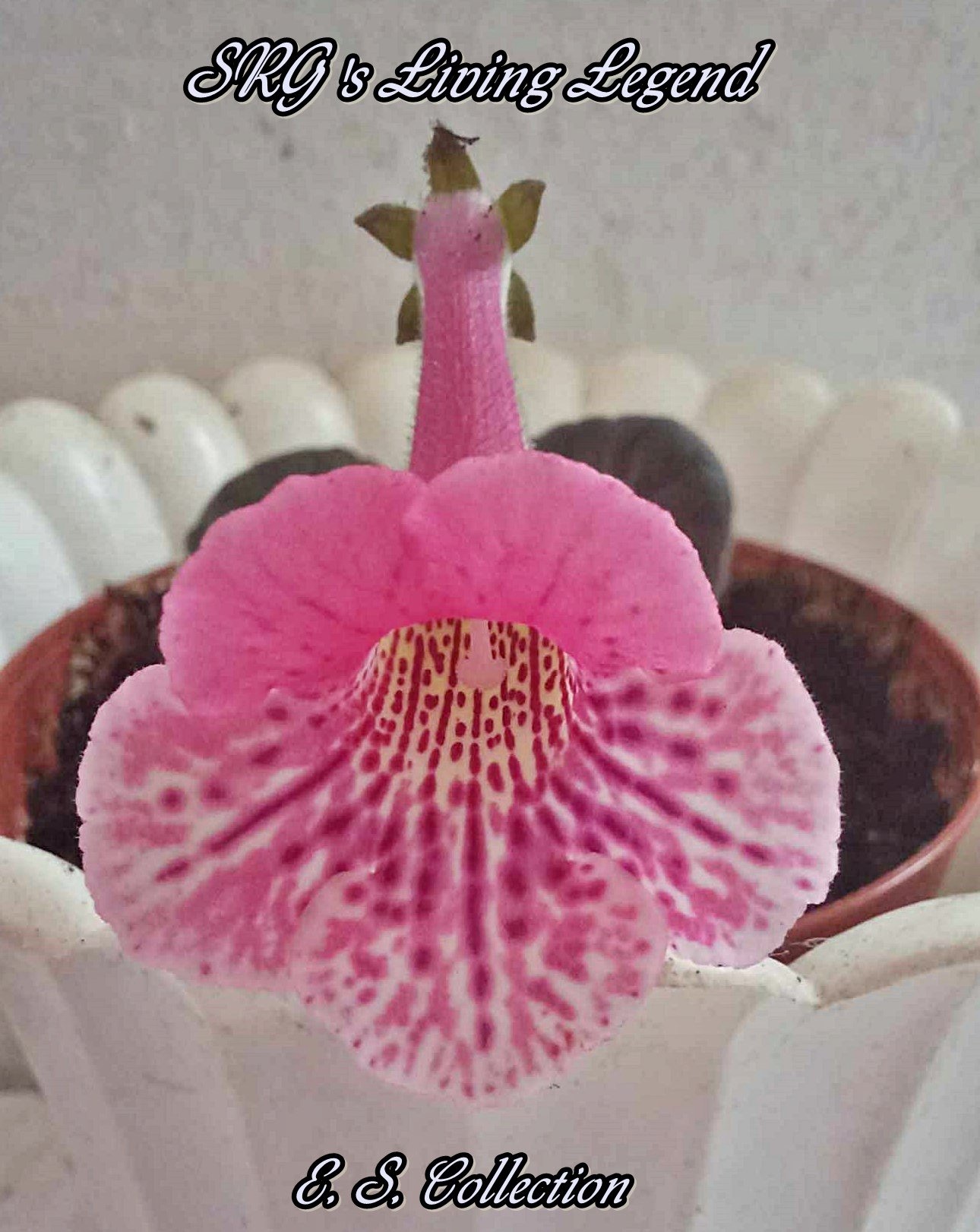 Мини синингия (mini sinningia) SRG's Living Legend