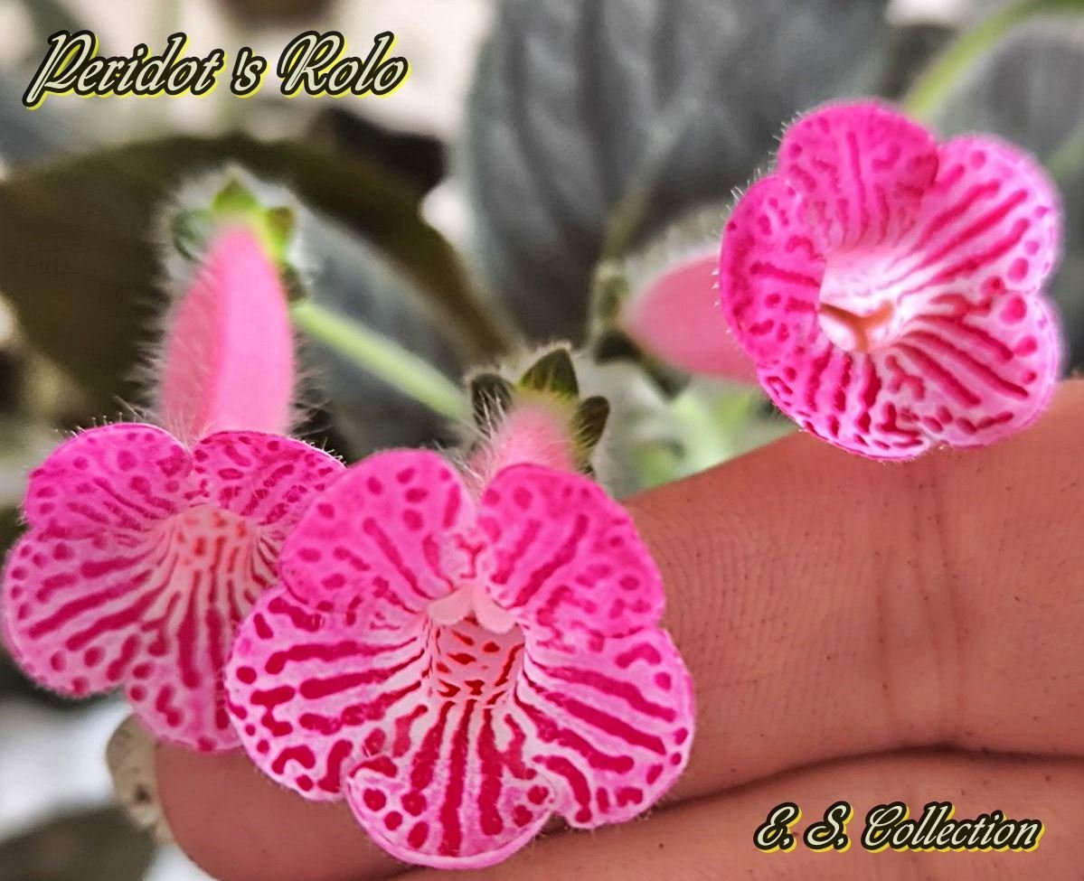Колерия (Kohleria) Peridot's Rolo