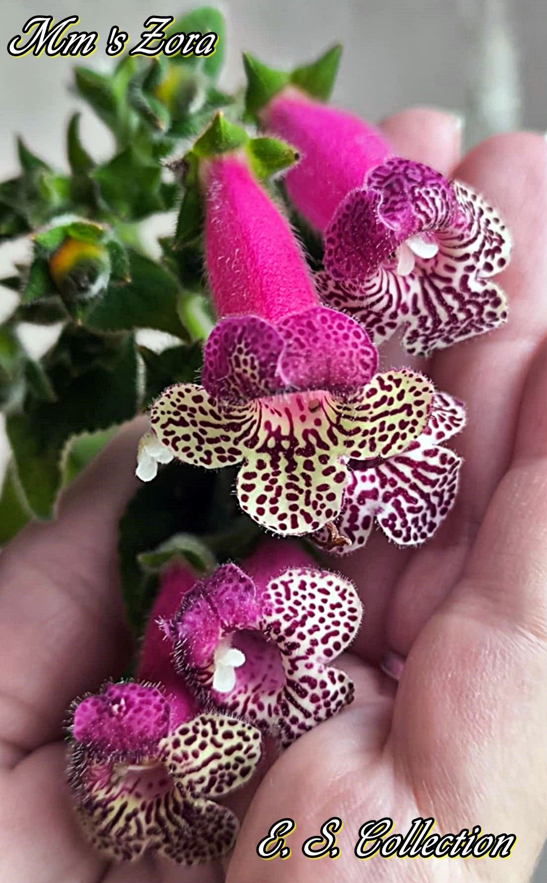 Колерия (kohleria) MM's Zora
