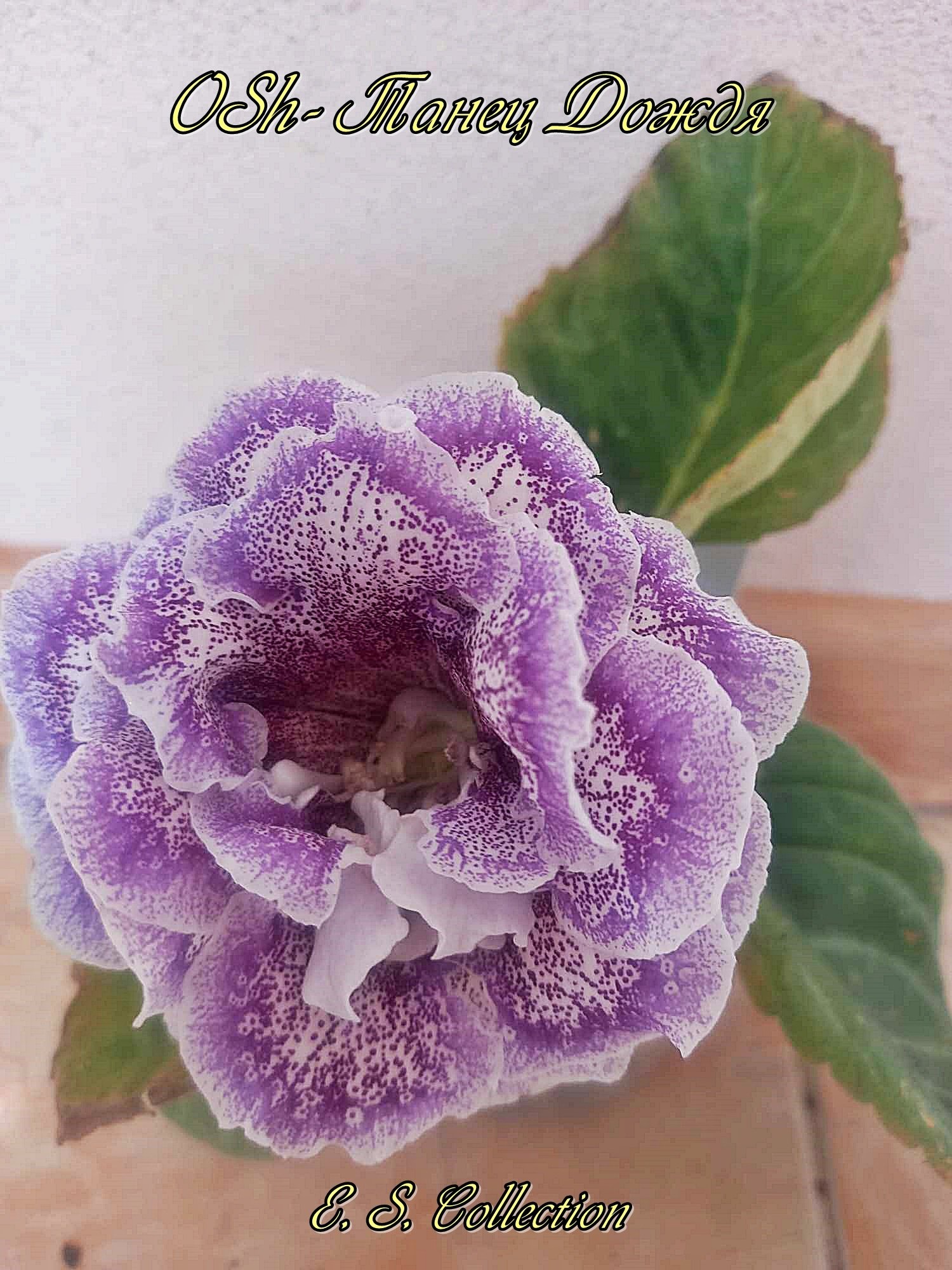 Глоксиния (Gloxinia) OSh-Танец Дождя