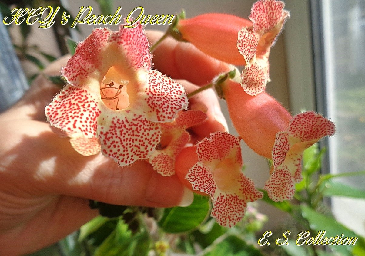 Колерия HCY's Peach Queen