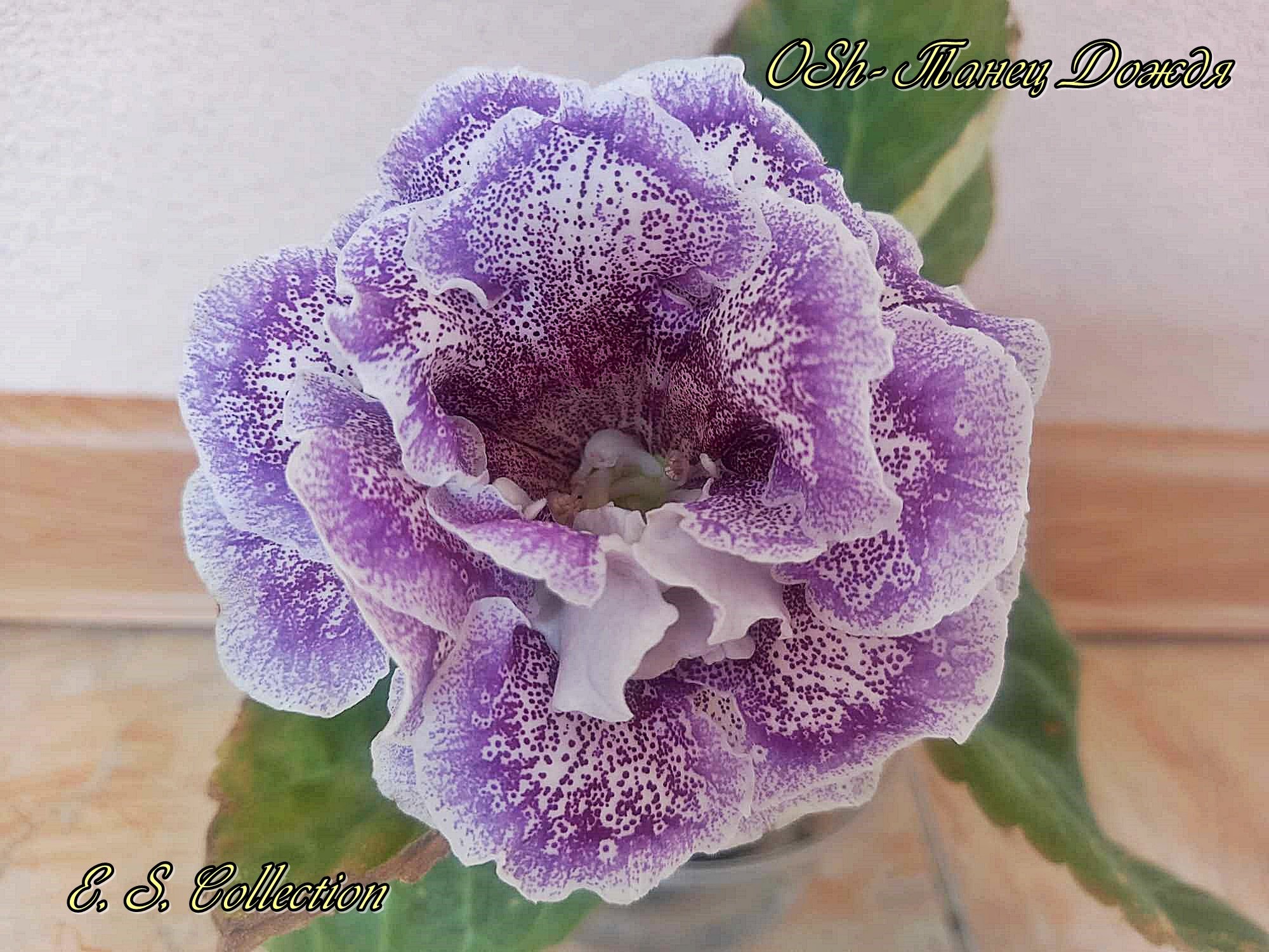 Глоксиния (Gloxinia) OSh-Танец Дождя