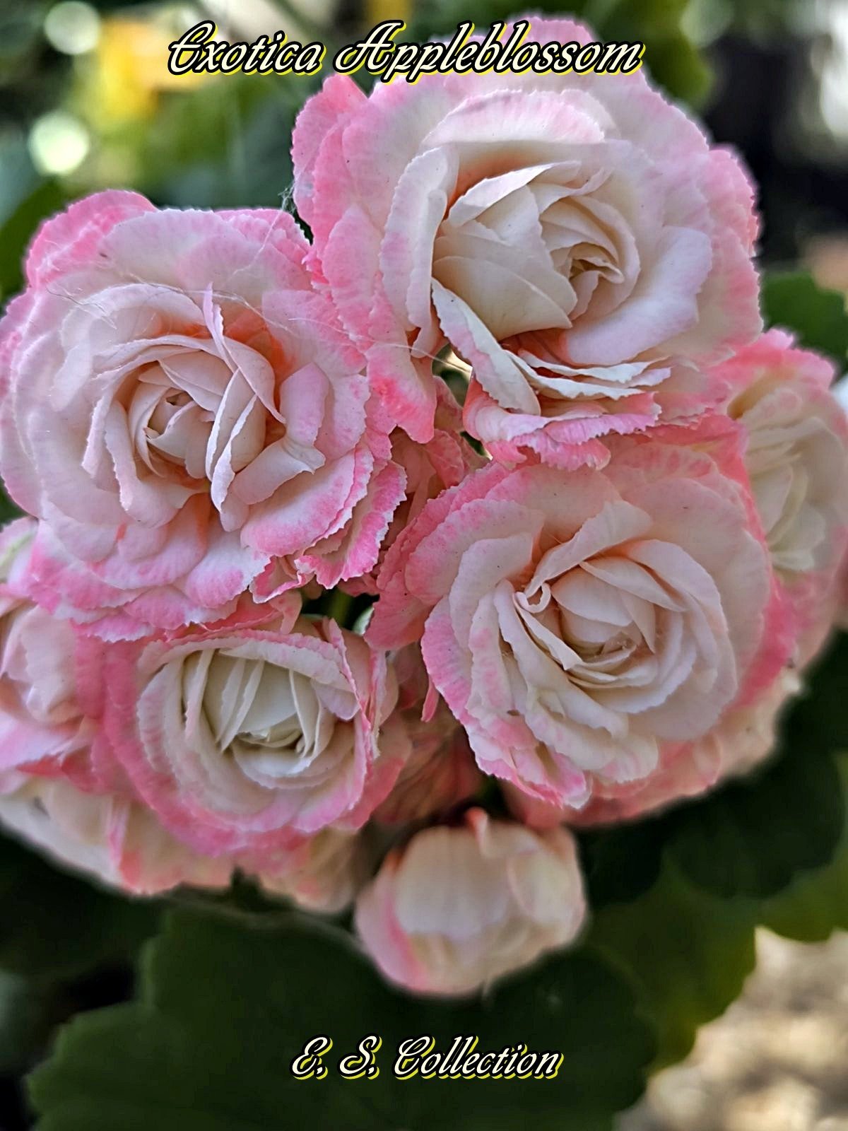 Сортово мушкато, пеларгония (pelargonium) Exotica Appleblossom 
