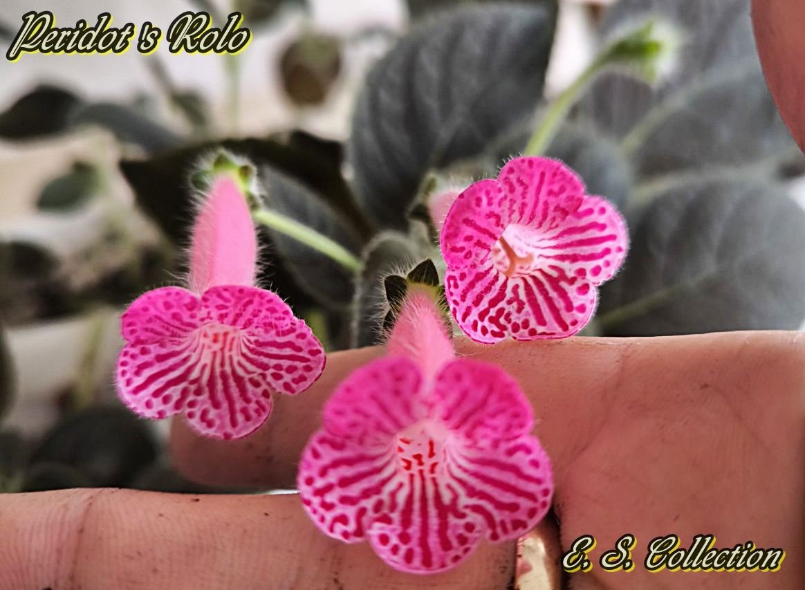 Колерия (Kohleria) Peridot's Rolo