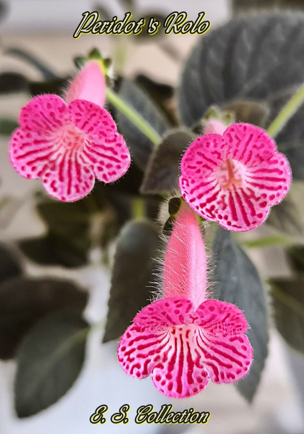 Колерия (Kohleria) Peridot's Rolo