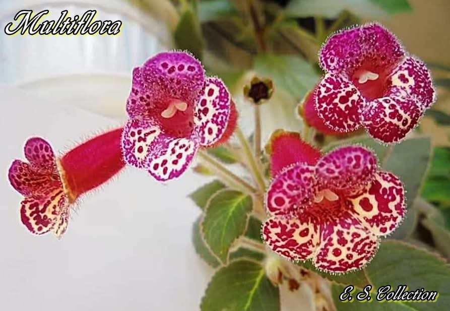 Колерия (kohleria) Multiflora