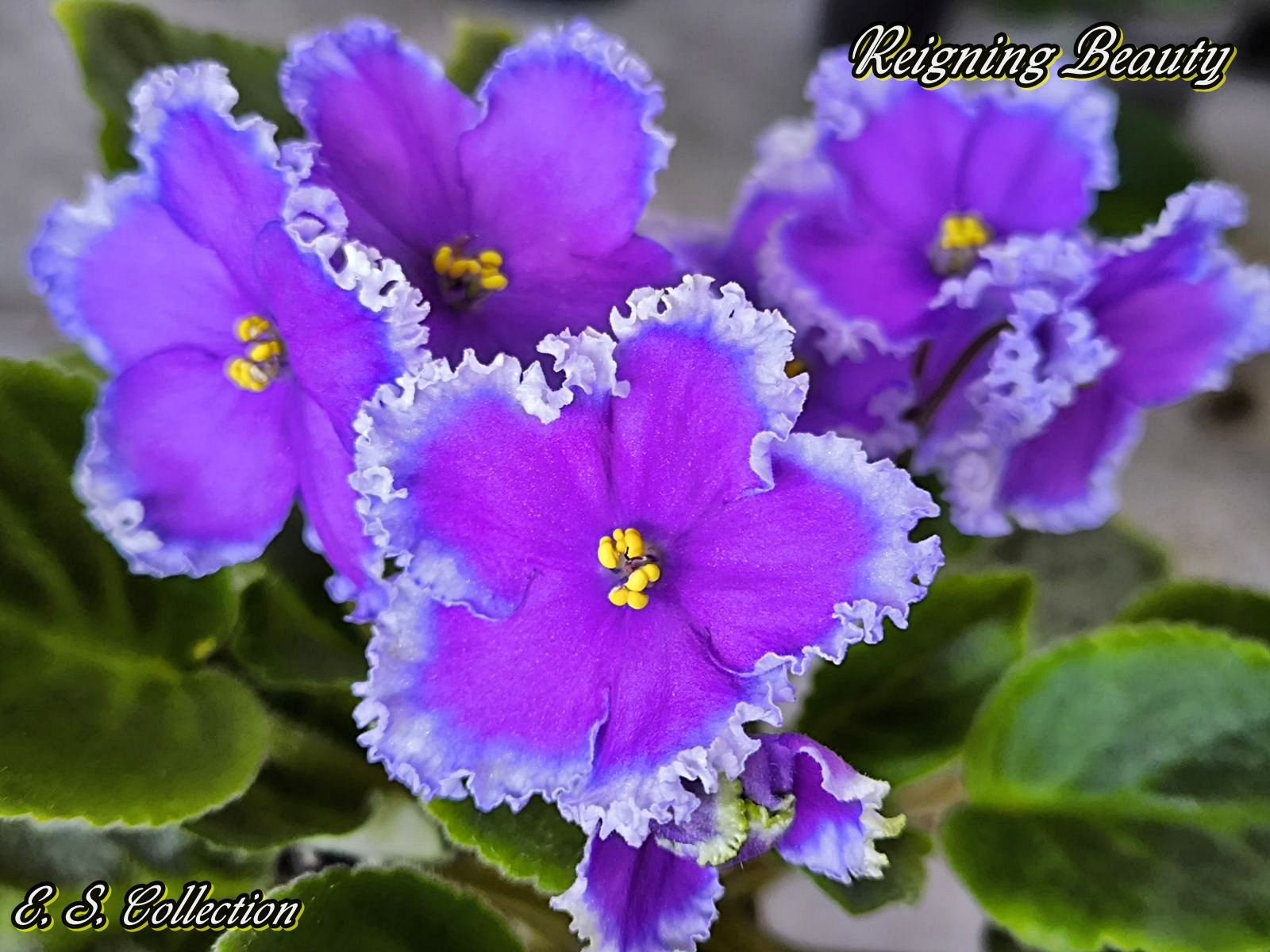 Reigning Beauty