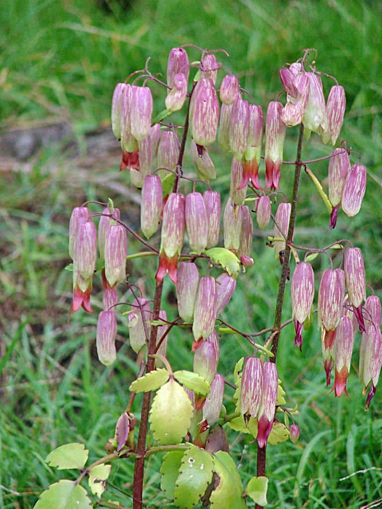 Kalanhoe Kalanchoe Magic Bells