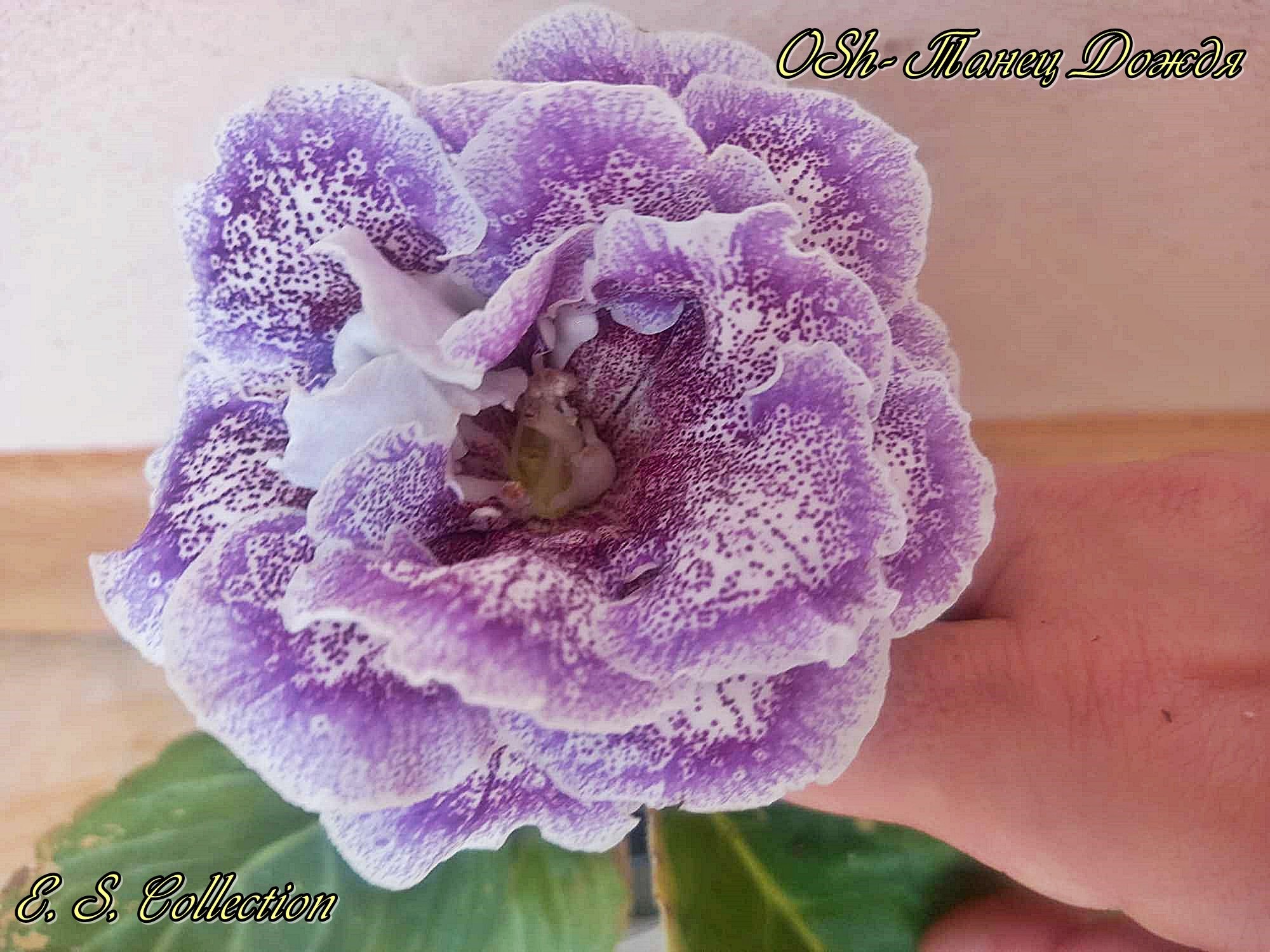 Глоксиния (Gloxinia) OSh-Танец Дождя