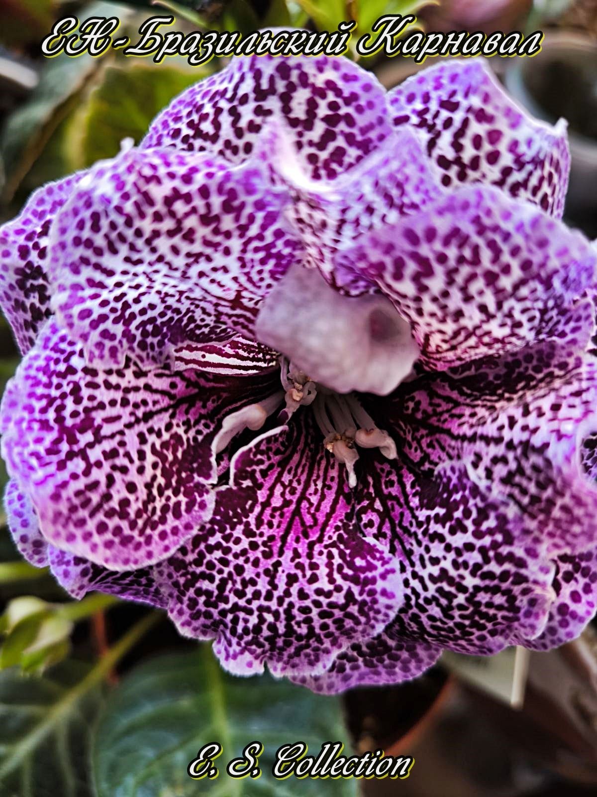 Глоксиния (Gloxinia) ЕН-Бразильский Карнавал