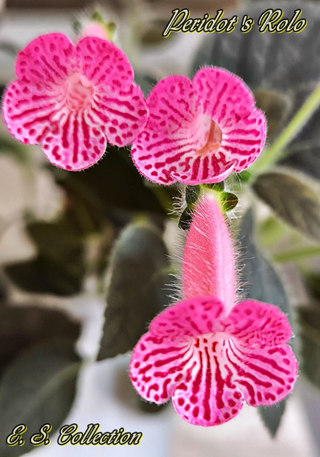 Колерия (Kohleria) Peridot's Rolo
