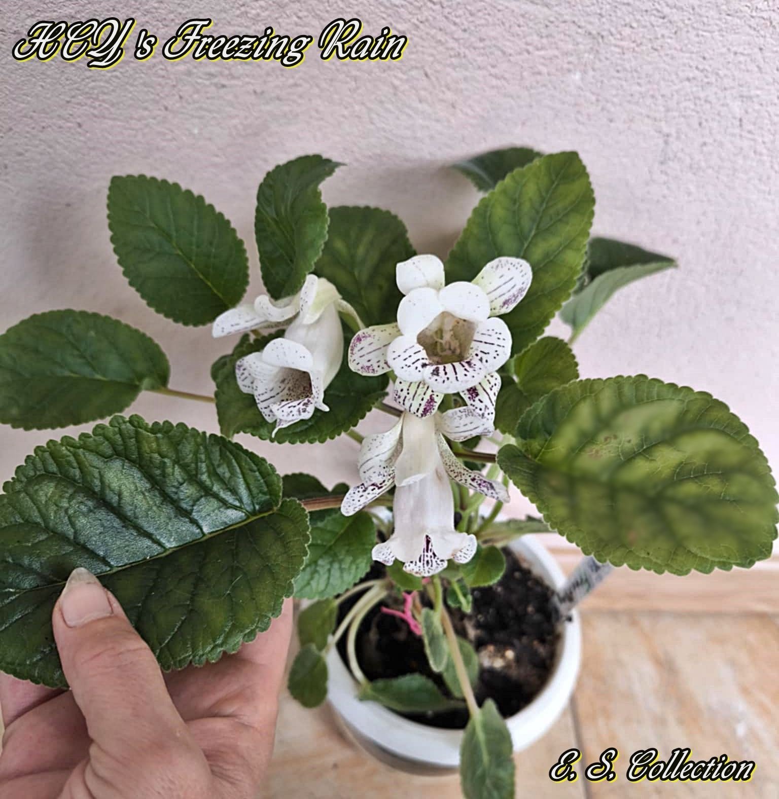 Синингия (sinningia) HCY's Freezing Rain