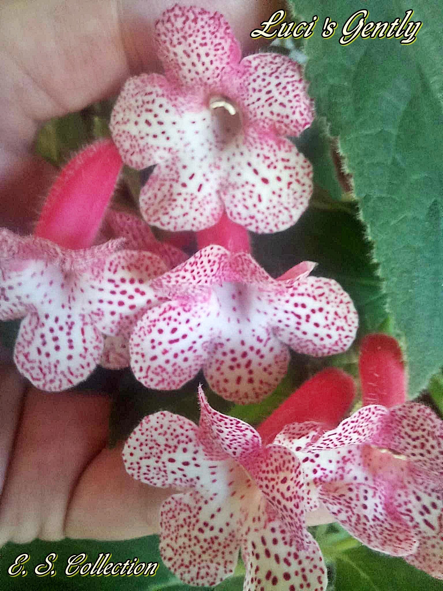 Колерия (kohleria) Luci's Gently