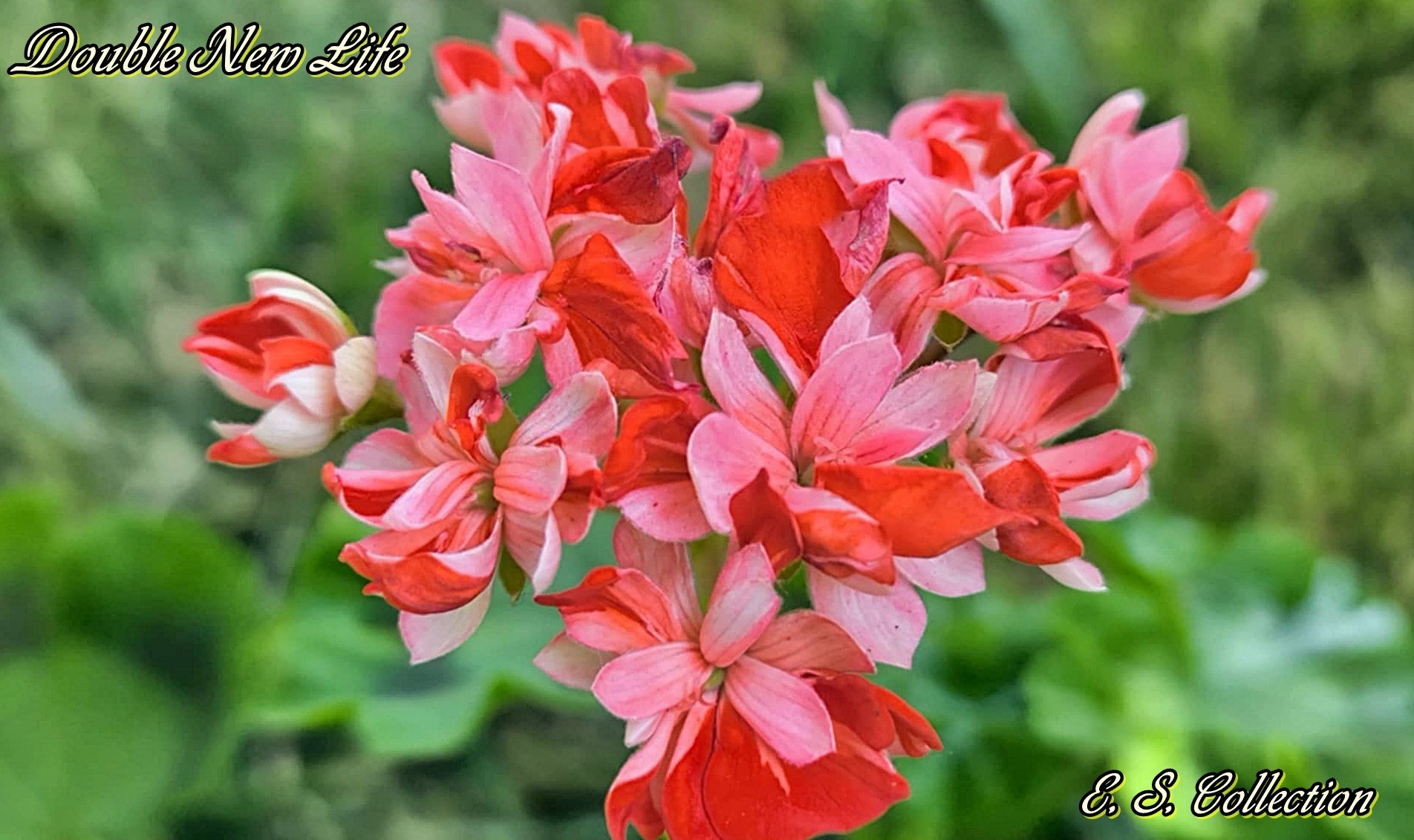 пеларгония Double New Life