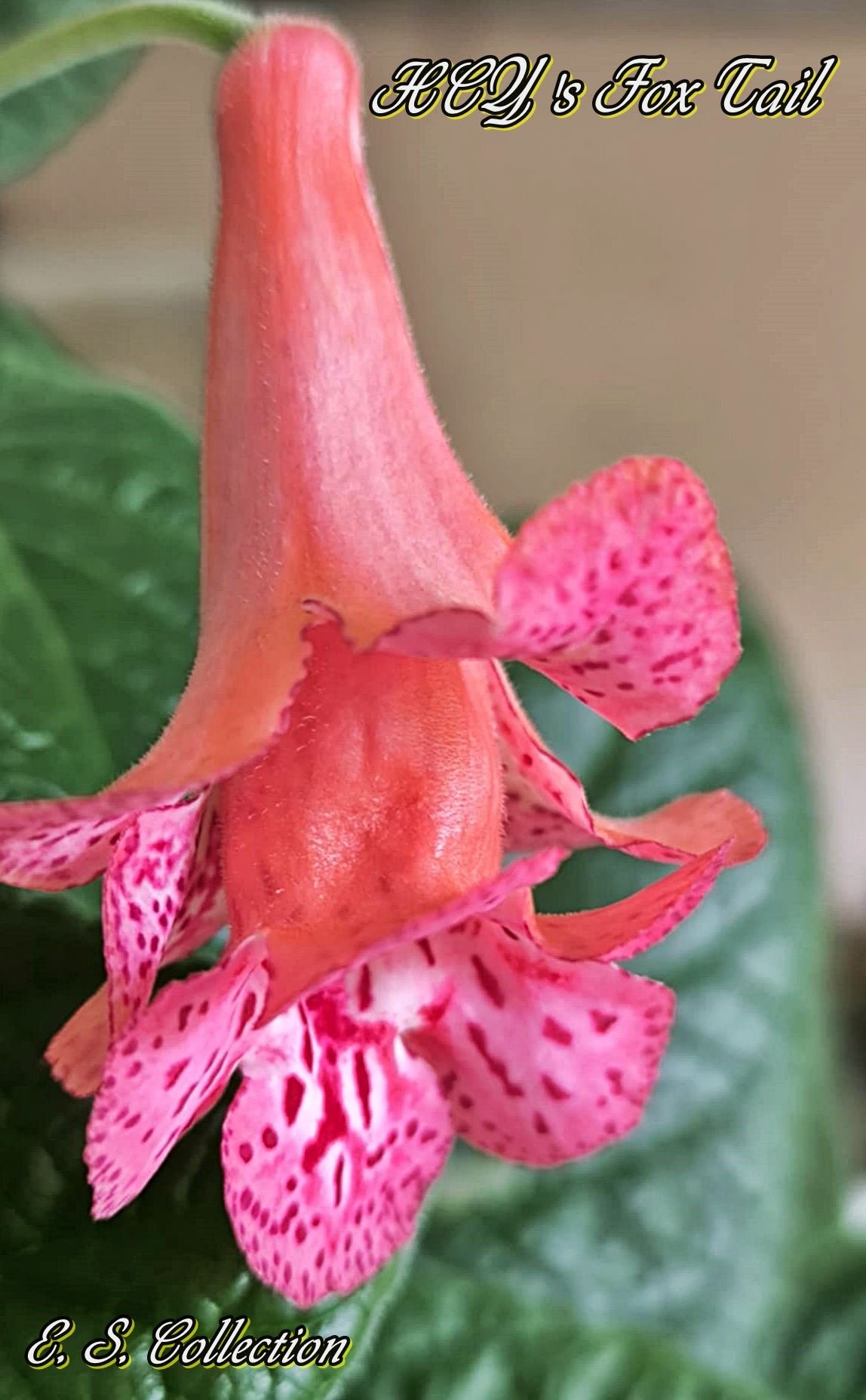 Синингия (sinningia) HCY's Fox Tail
