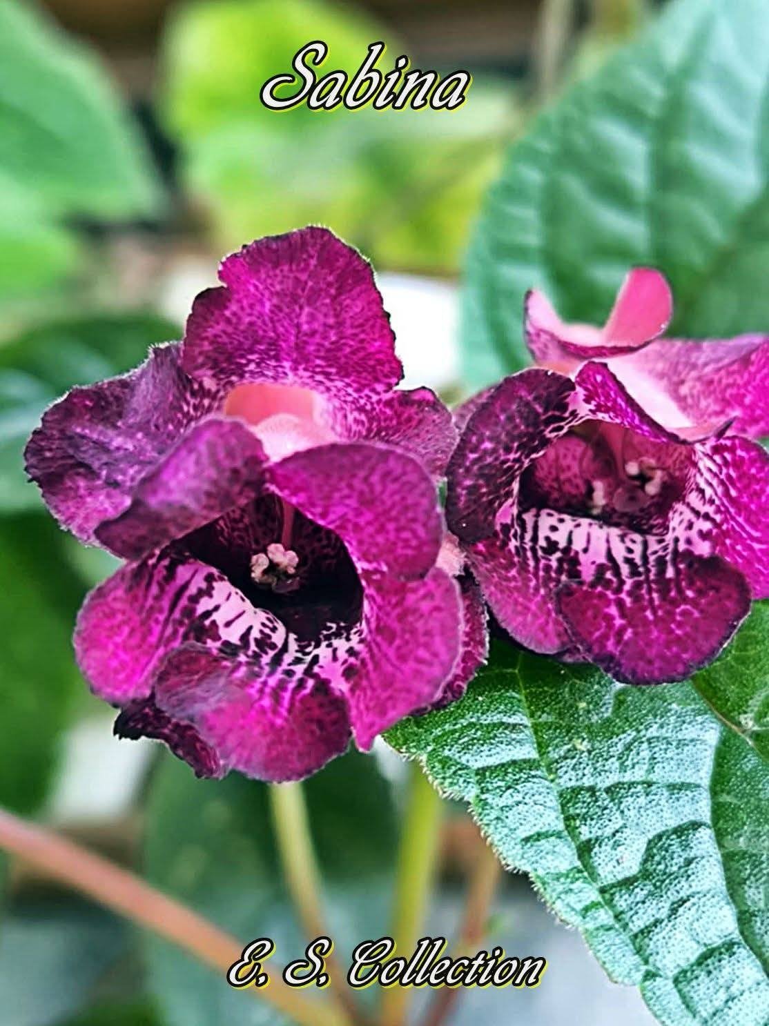 Синингия (sinningia) Sabina