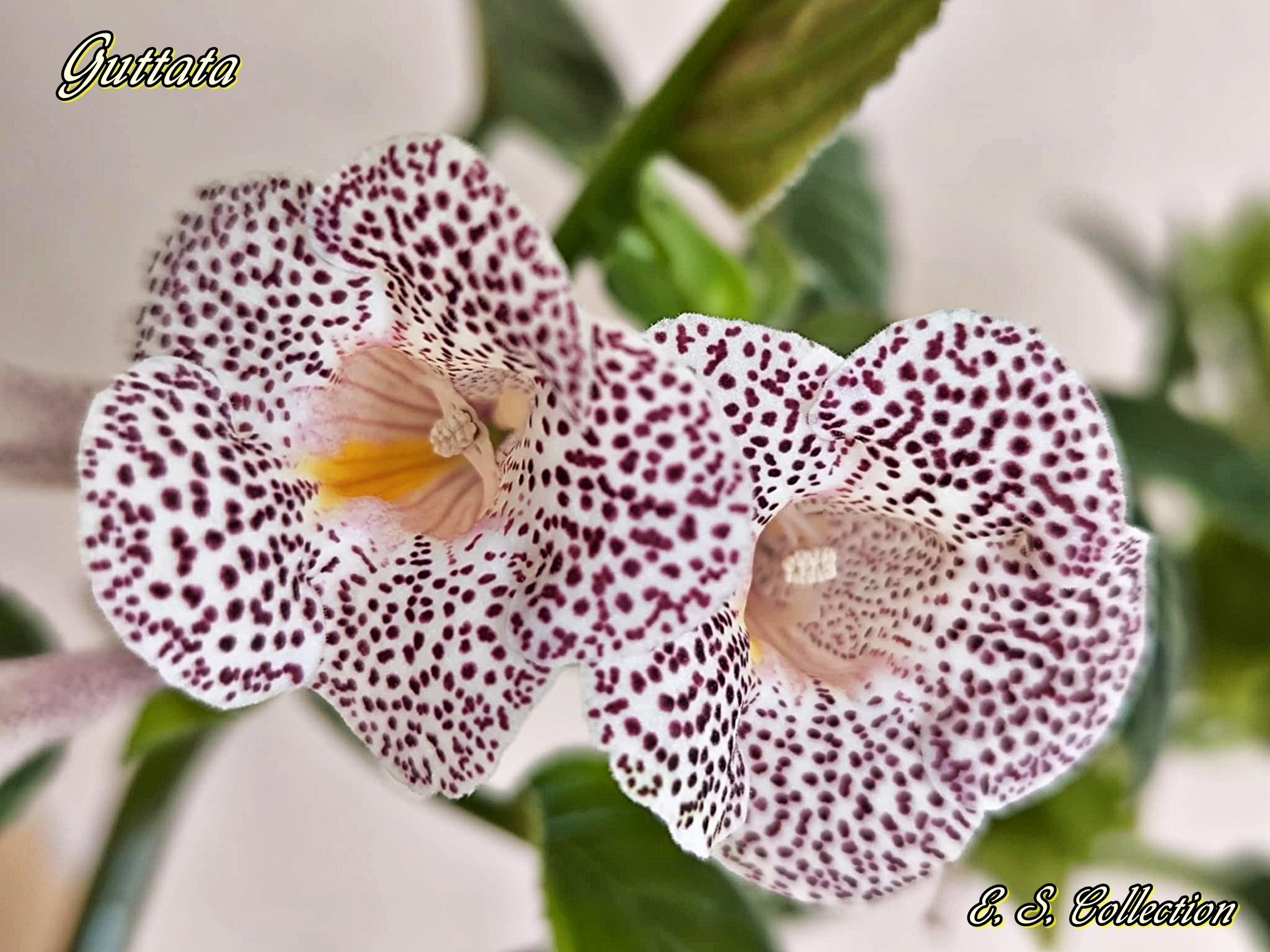 Синингия (sinningia) Guttata