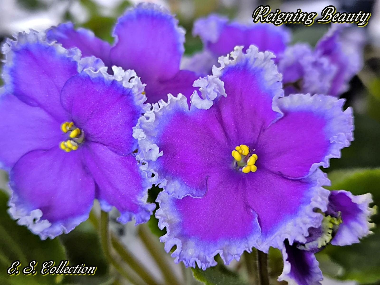 Reigning Beauty