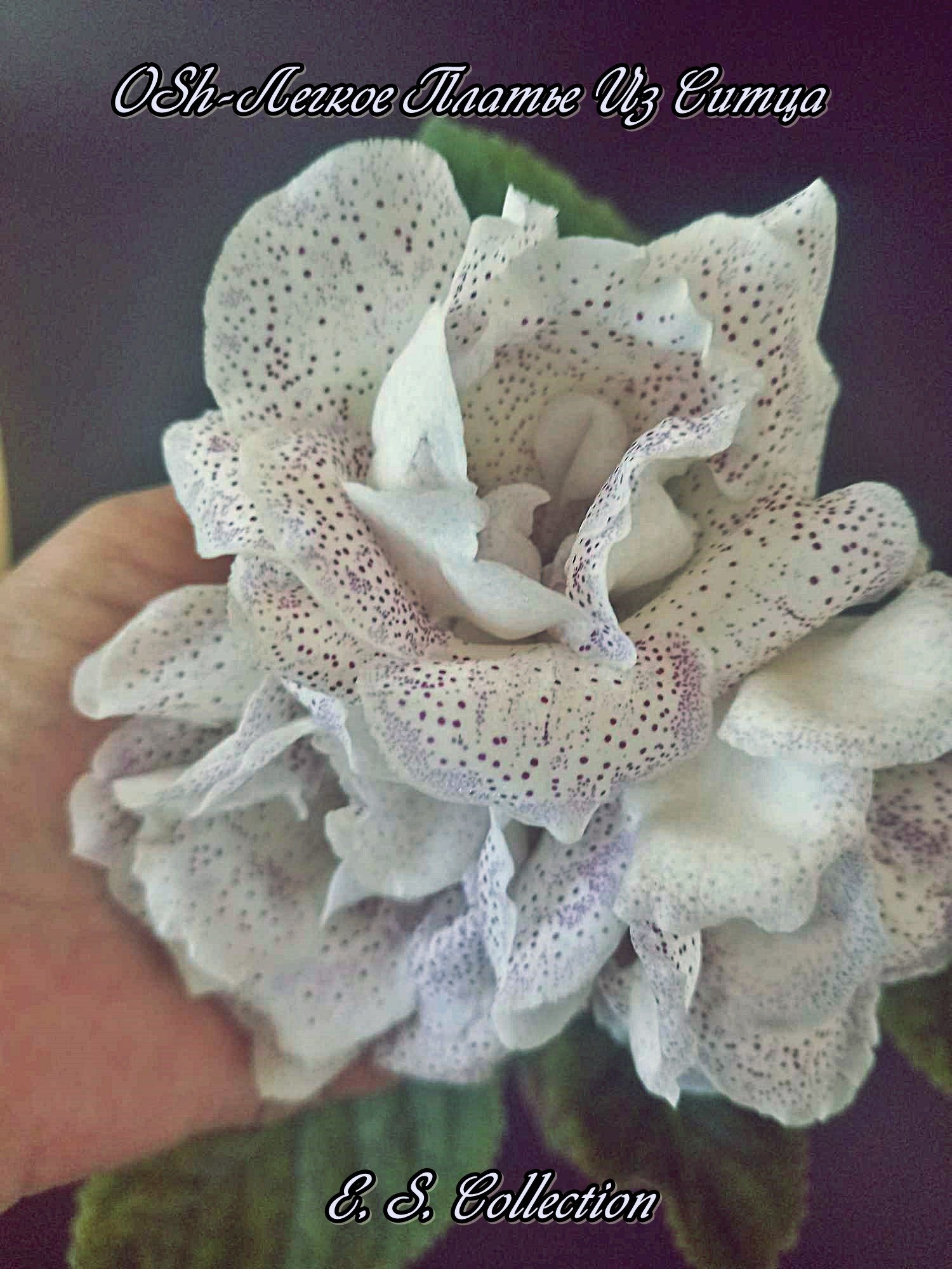 Глоксиния (Gloxinia) OSh-Легкое Платье Из Ситца