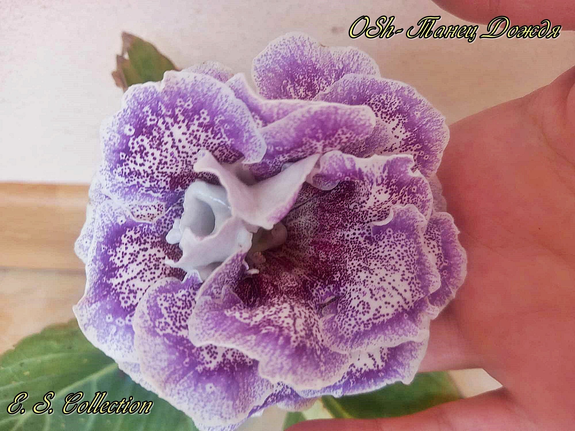 Глоксиния (Gloxinia) OSh-Танец Дождя