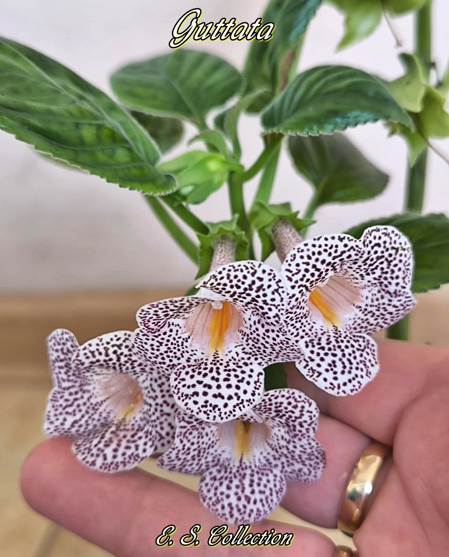 Синингия (sinningia) Guttata