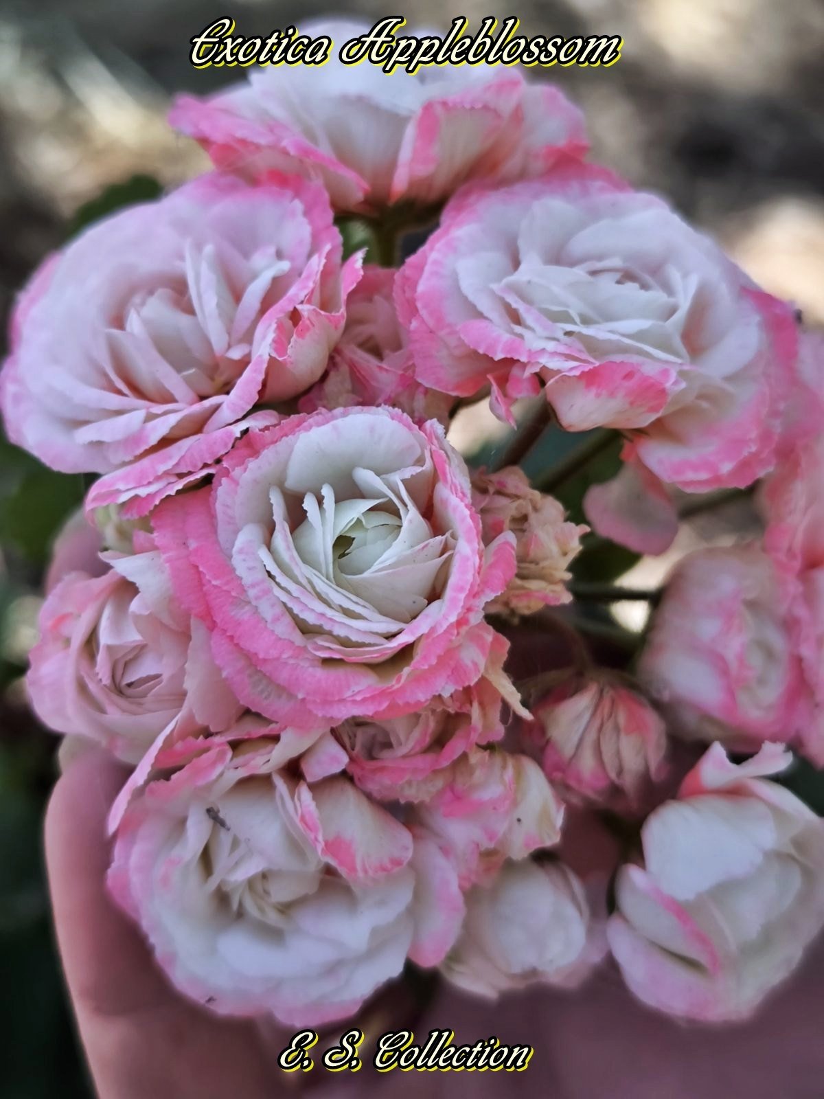 Сортово мушкато, пеларгония (pelargonium) Exotica Appleblossom 