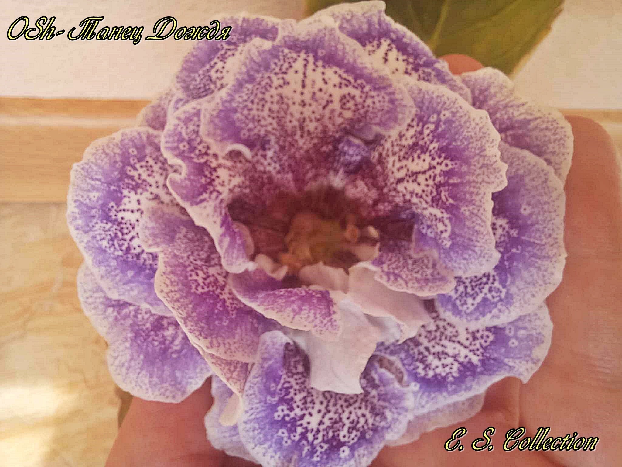 Глоксиния (Gloxinia) OSh-Танец Дождя