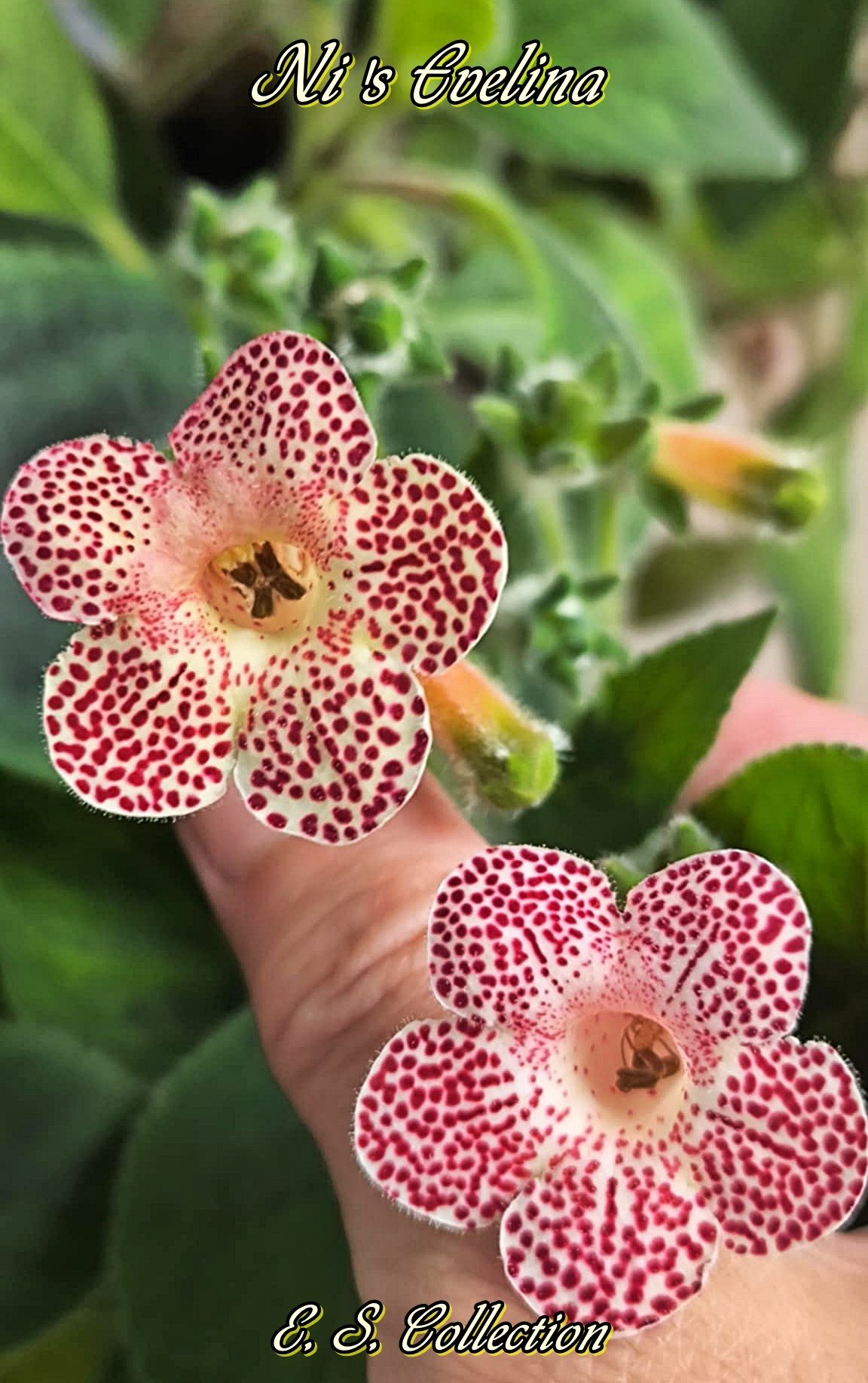 Колерия (kohleria) Ni's Evelina
