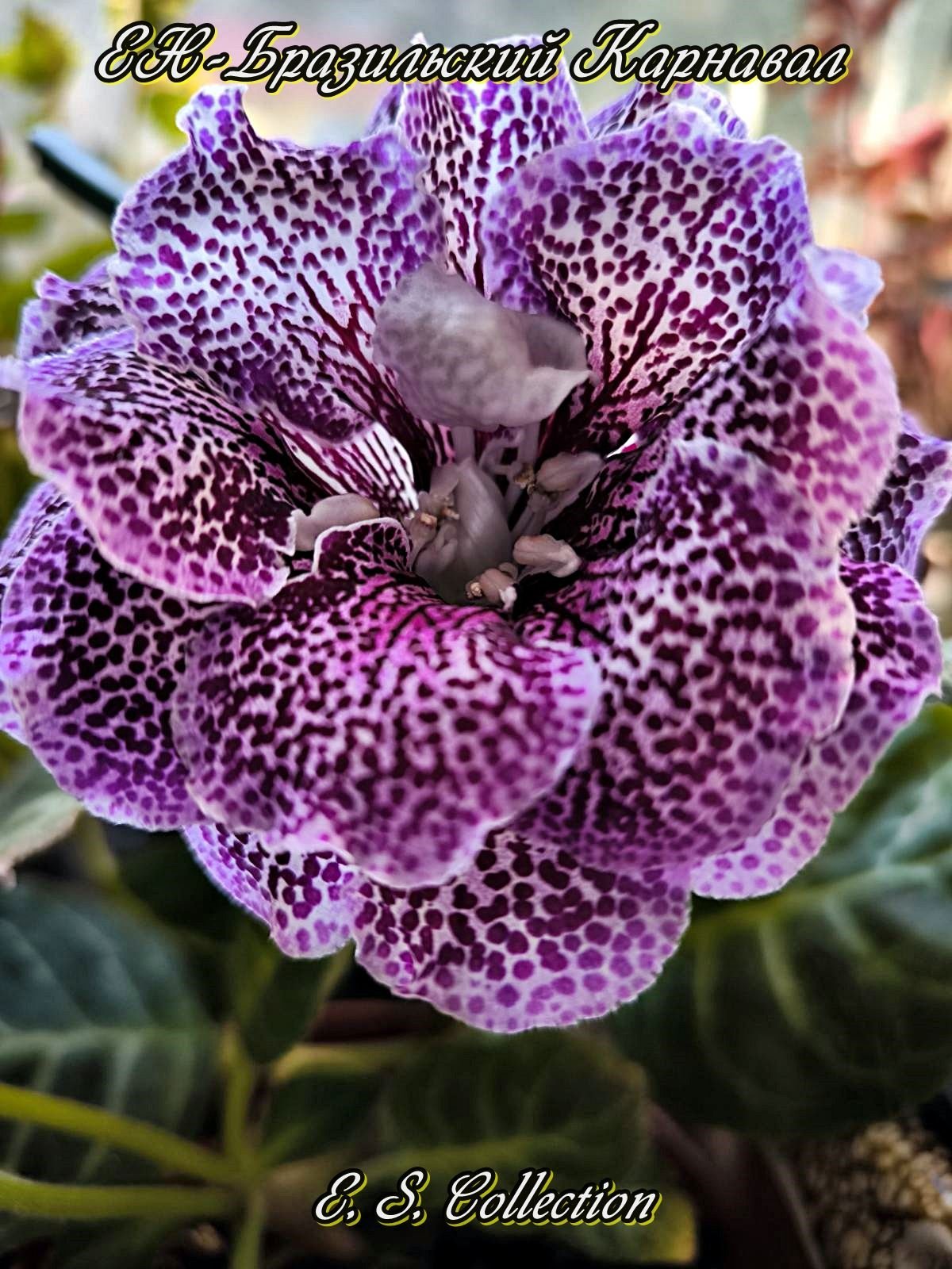 Глоксиния (Gloxinia) ЕН-Бразильский Карнавал