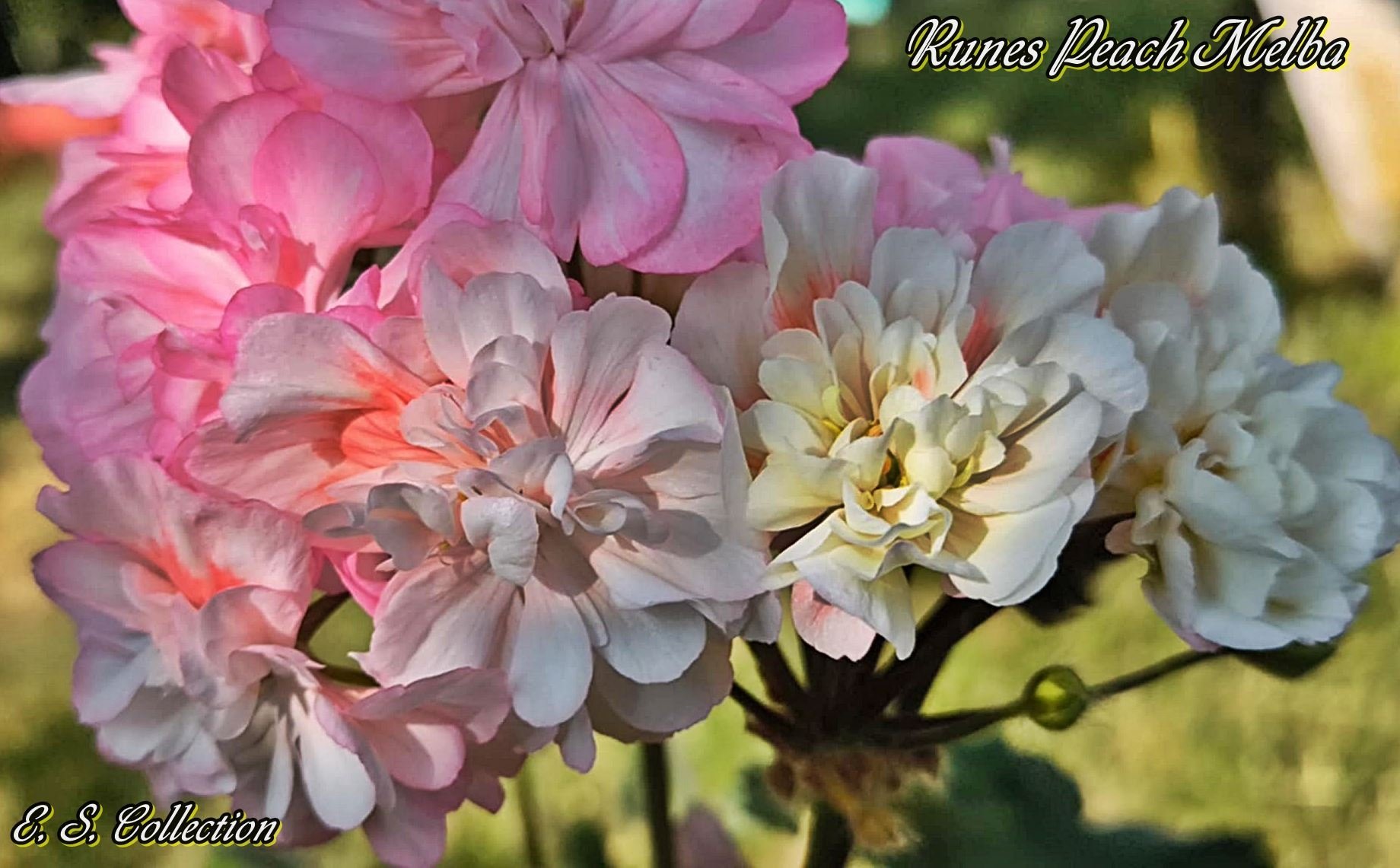 Runes Peach Melba