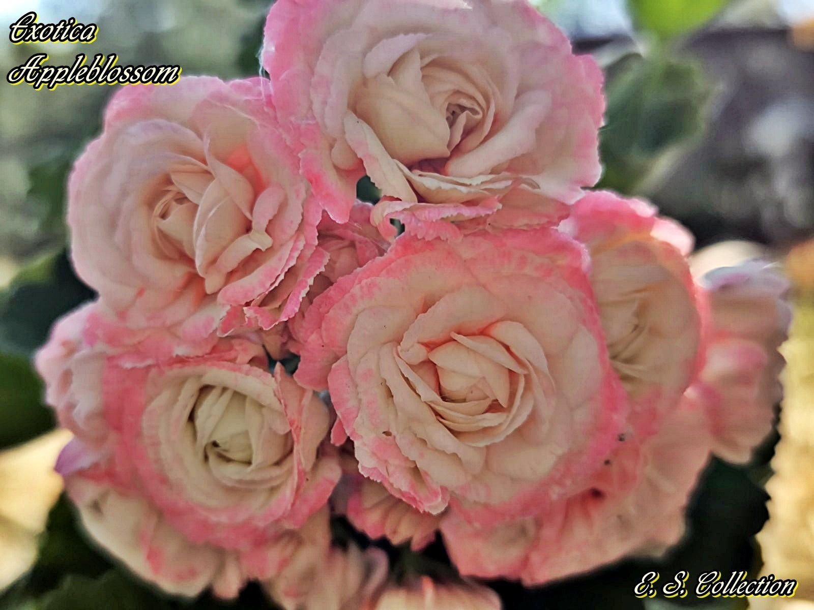 Сортово мушкато, пеларгония (pelargonium) Exotica Appleblossom 