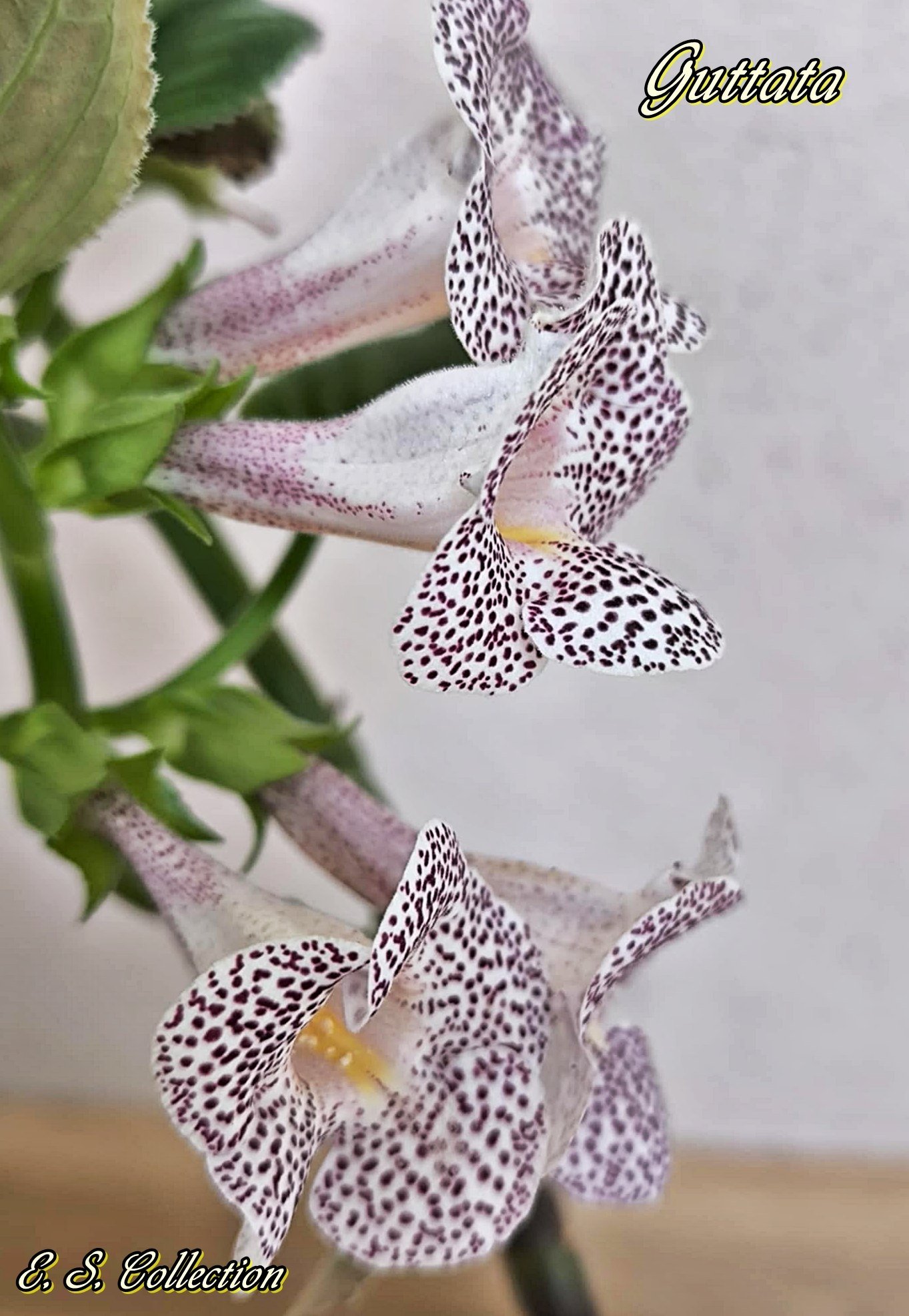 Синингия (sinningia) Guttata